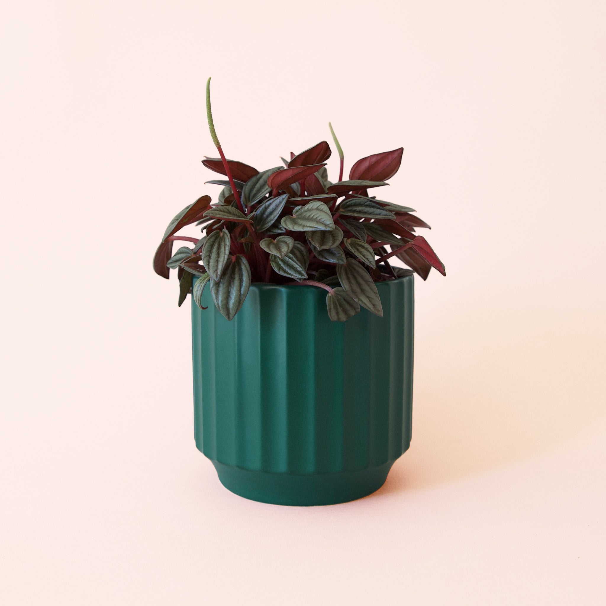 Pigment Peperomia San Marino - Thumbnail 3