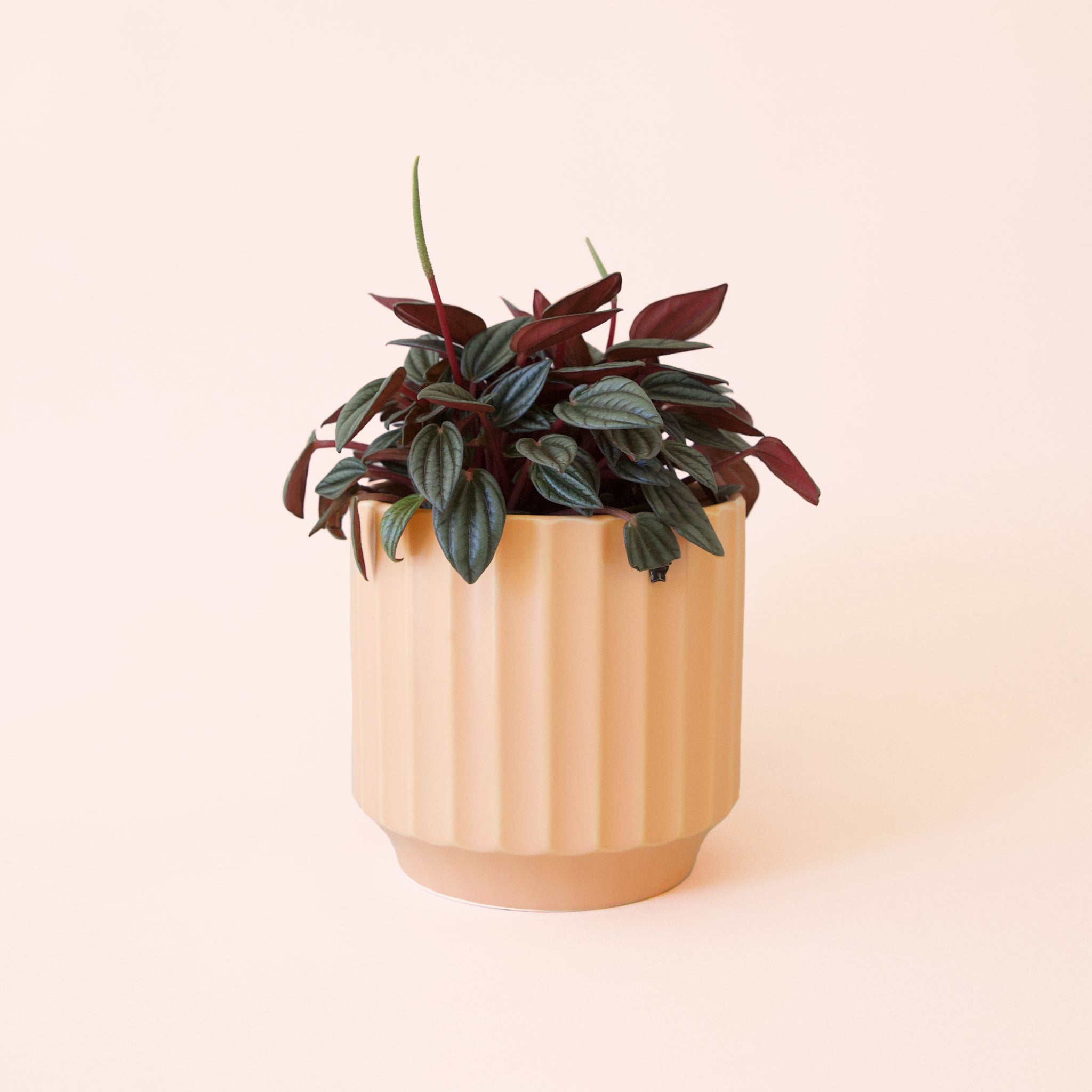 Pigment Peperomia San Marino - Thumbnail 5