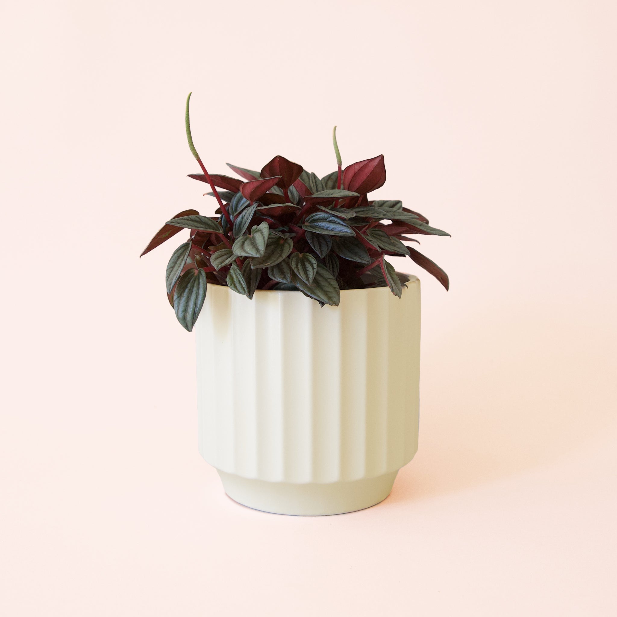 Peperomia San Marino - Thumbnail 5