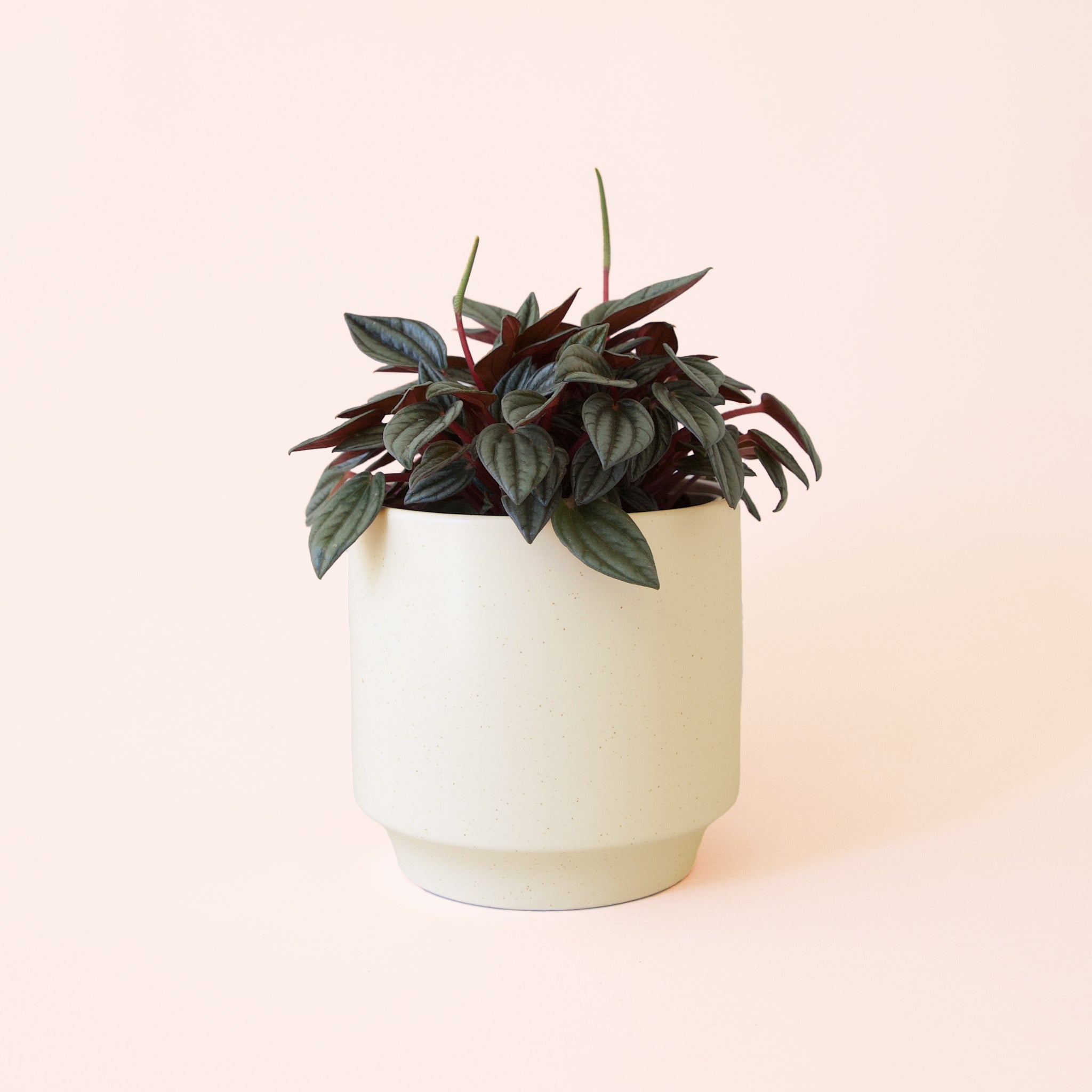 Peperomia San Marino - Thumbnail 4