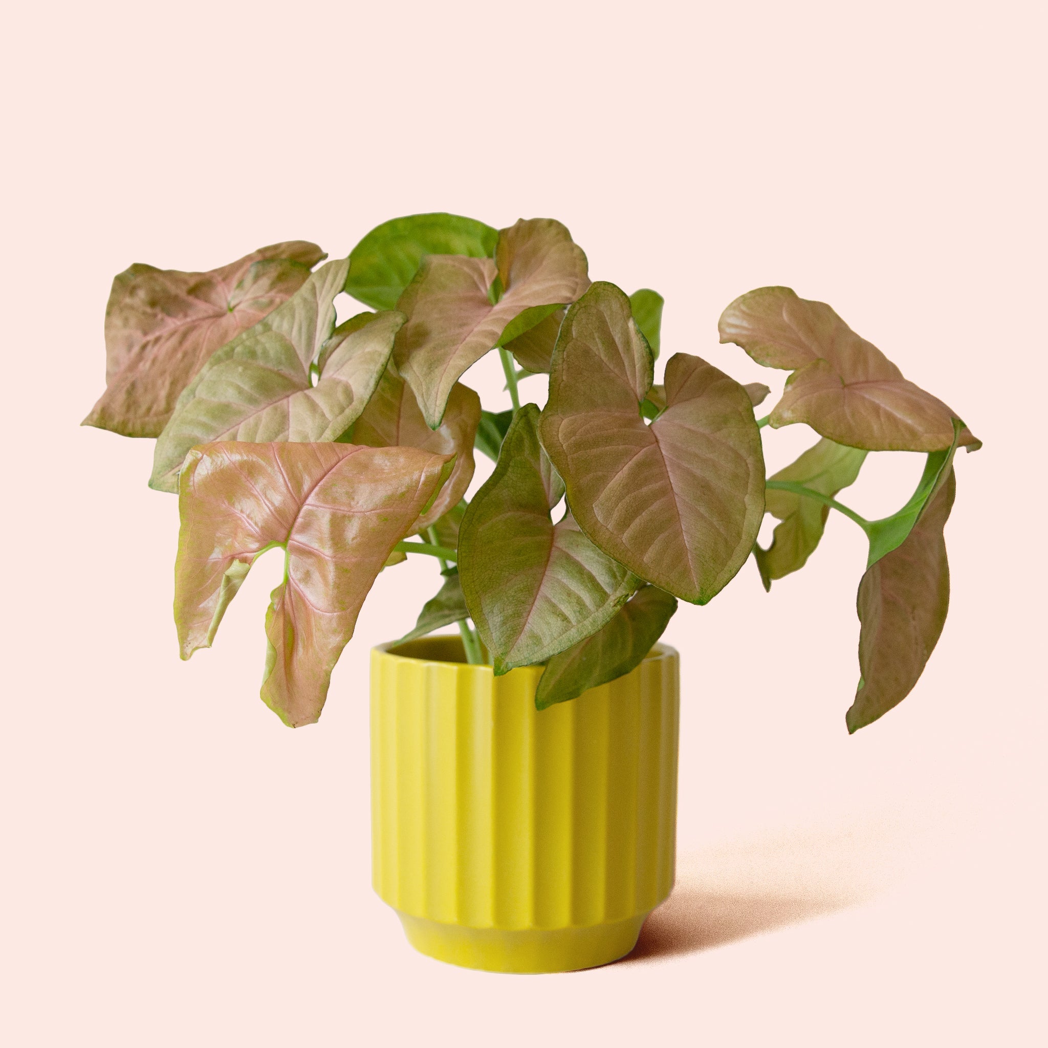 Syngonium Arrowhead Pink