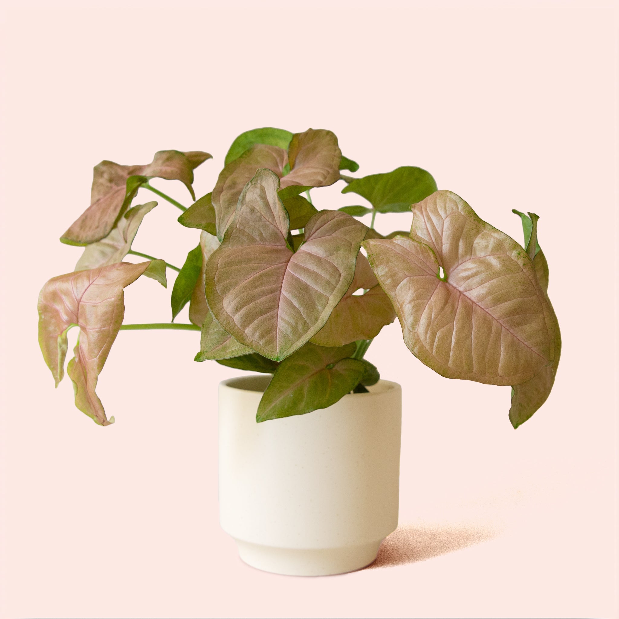 Syngonium Arrowhead Pink - Thumbnail 4