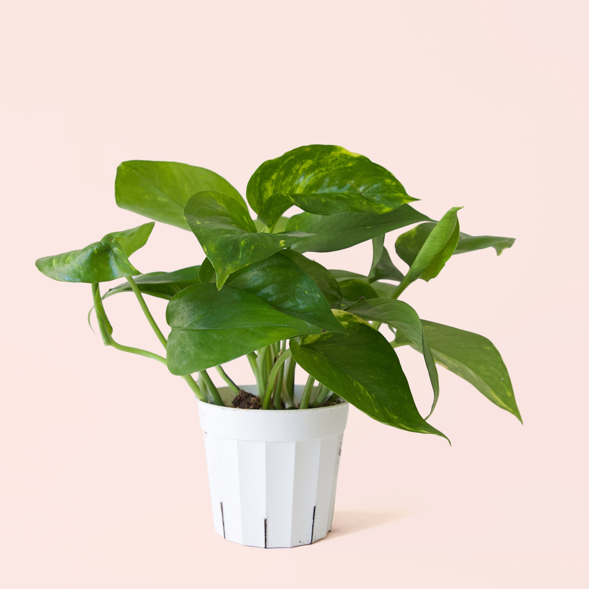vegetated pothos Pothos