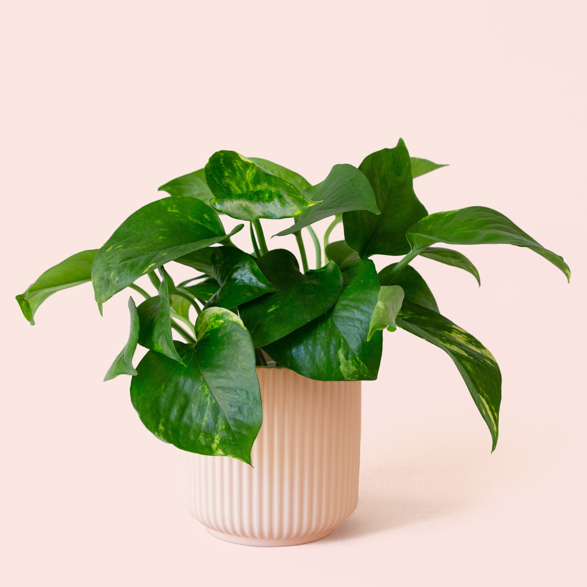 Pothos Variegated - Thumbnail 2