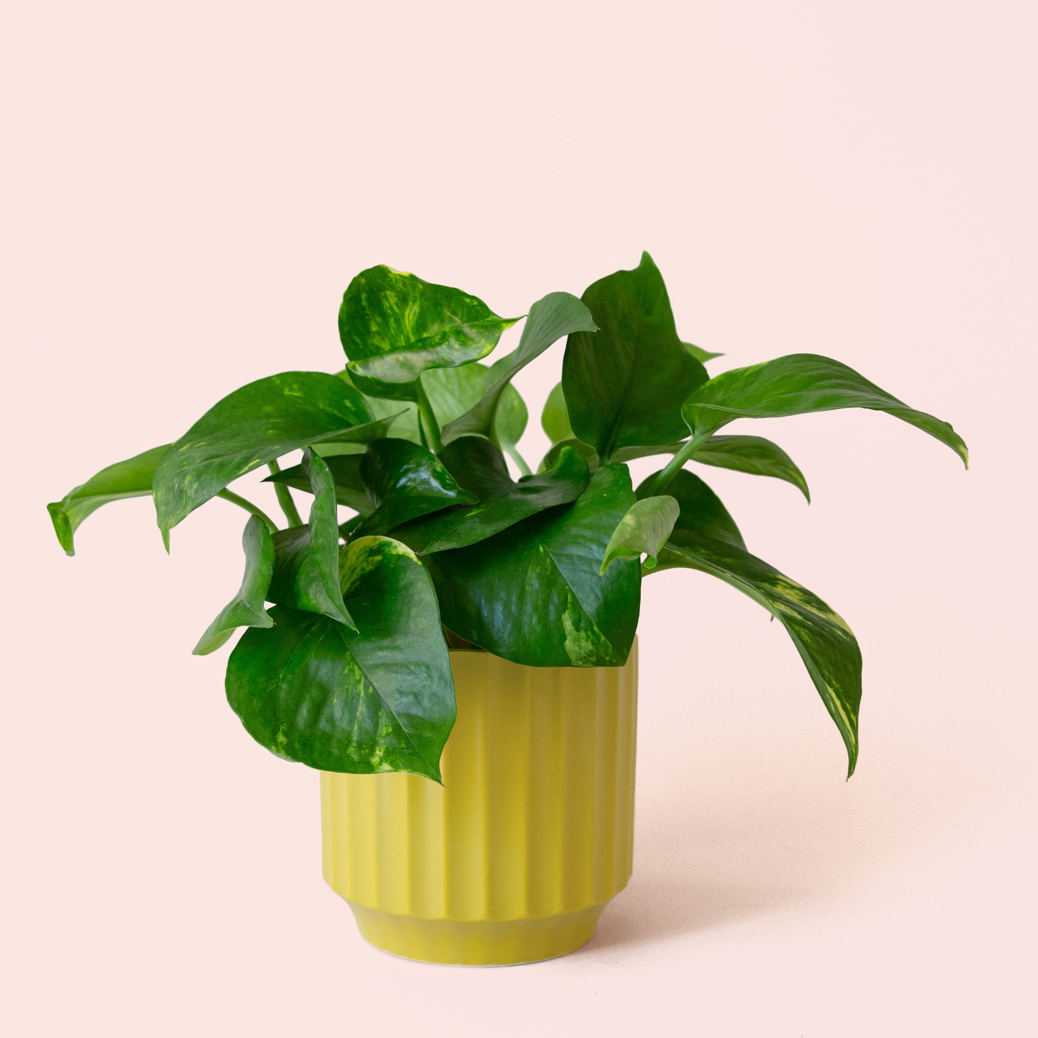 Pothos Variegated - Thumbnail 4
