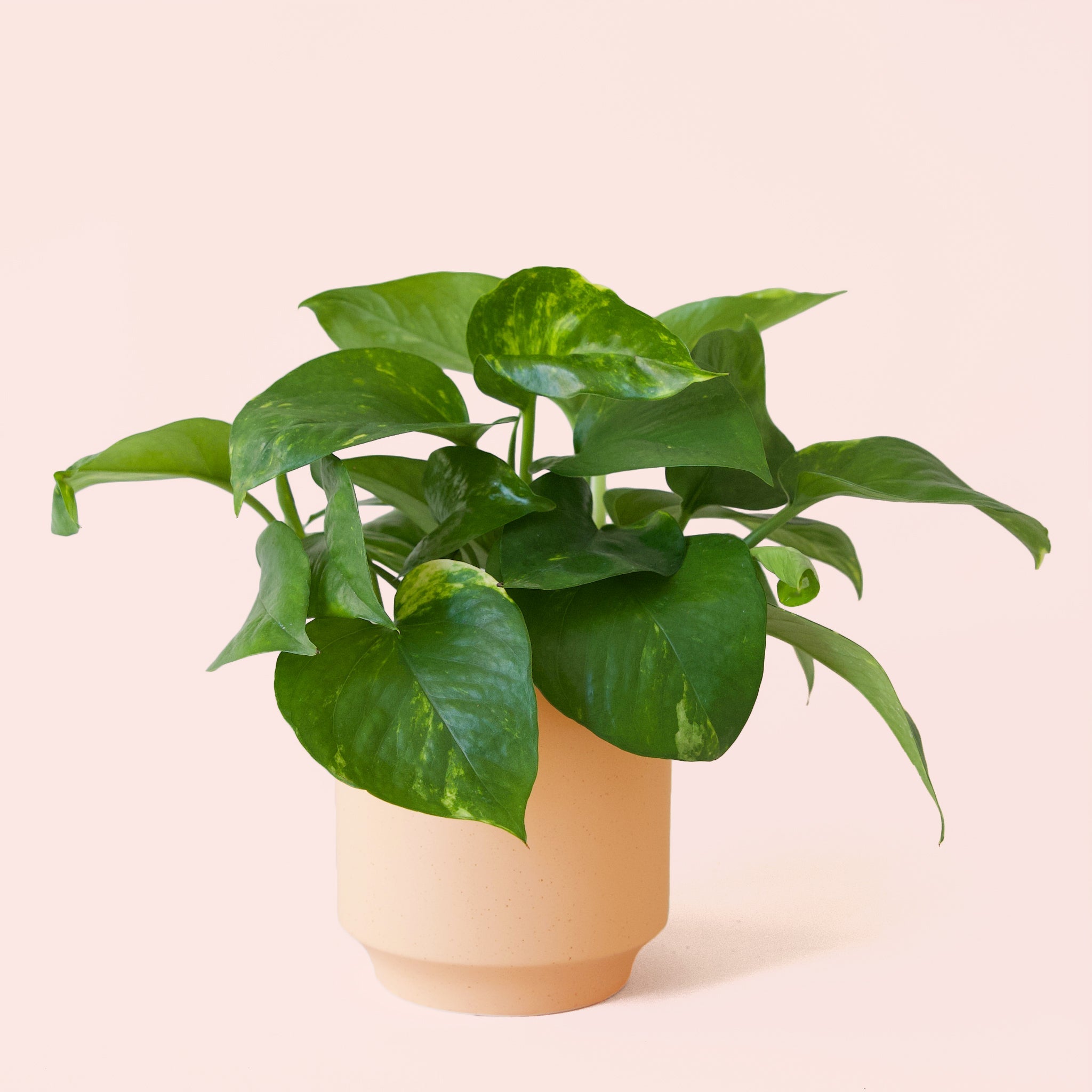 pothos goldilocks Pothos