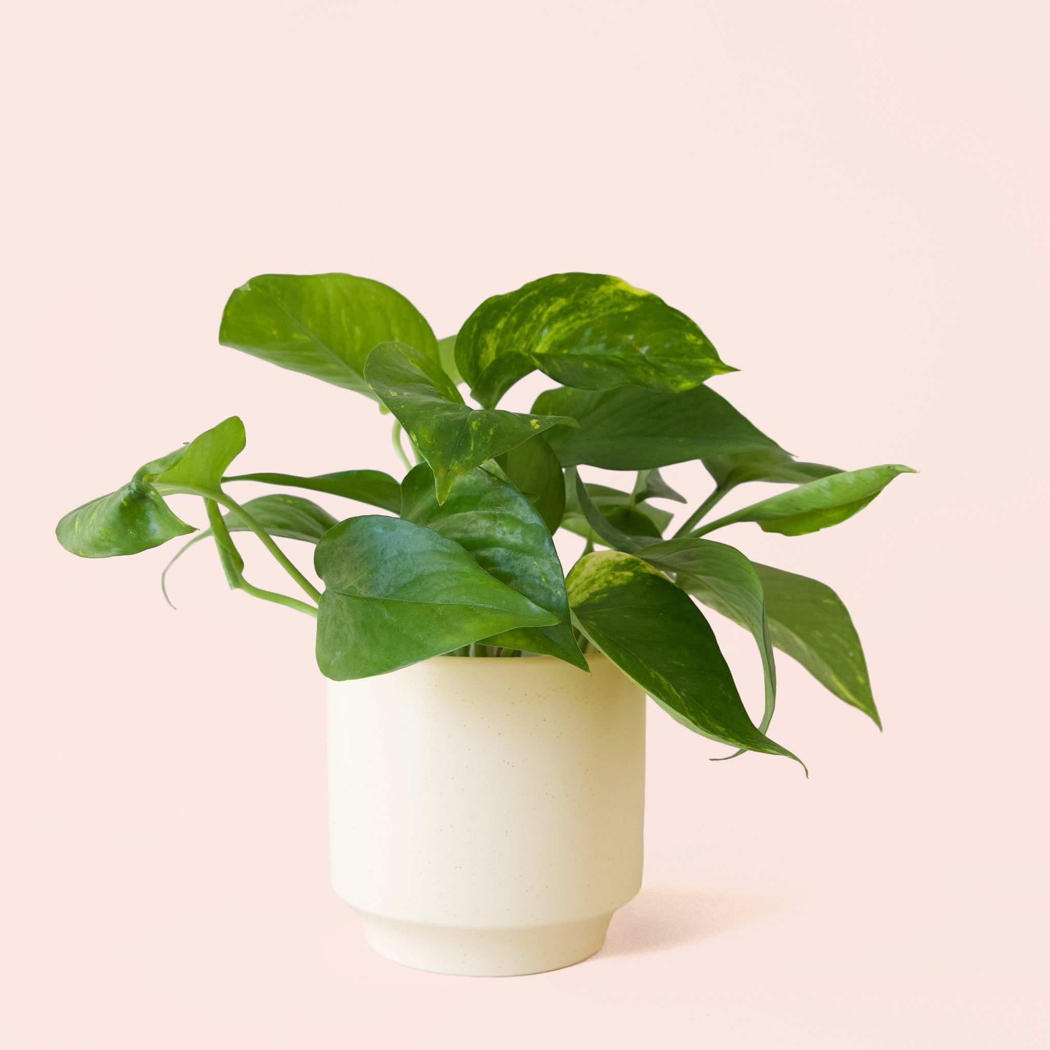 pothos white variegation Pothos