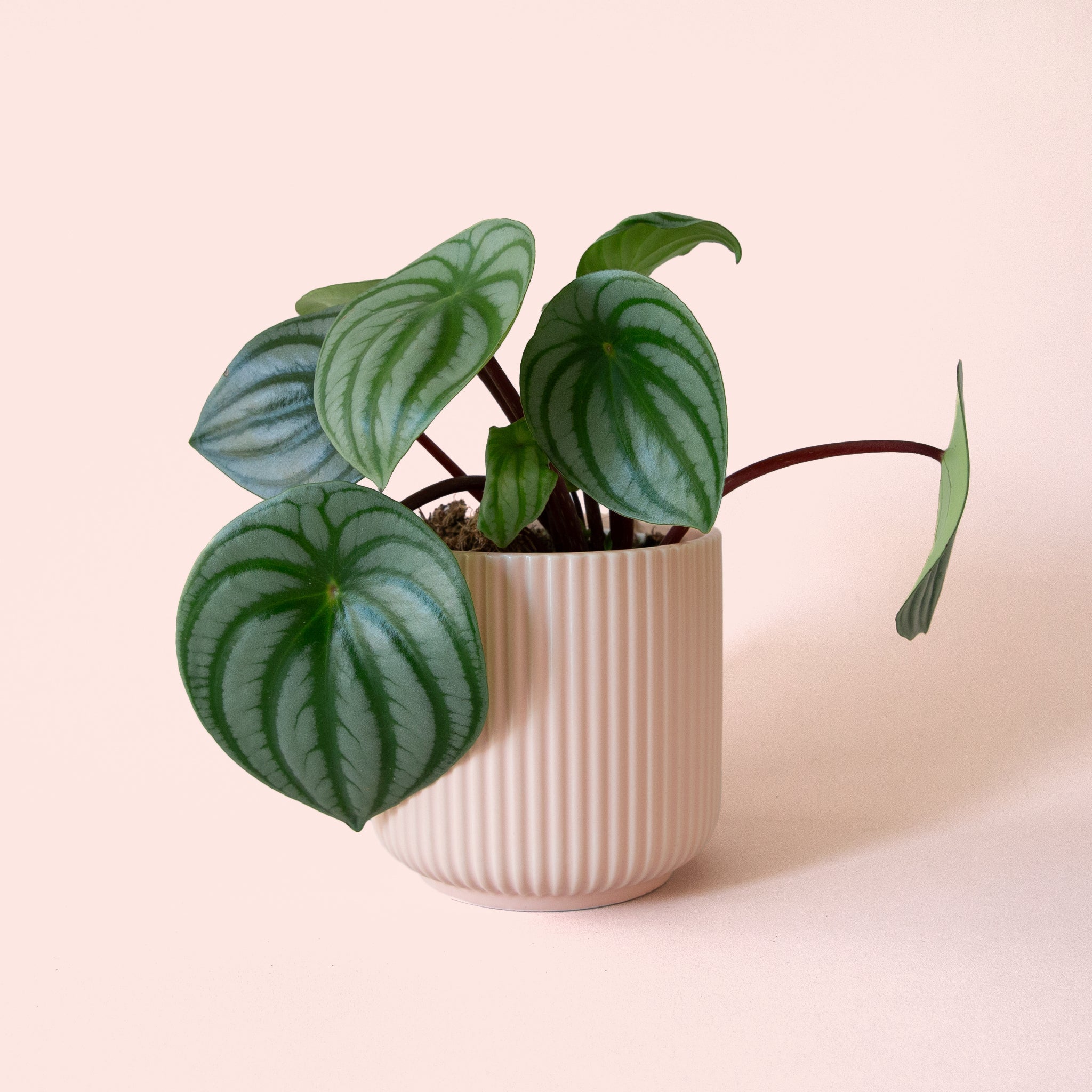 Peperomia Watermelon - Thumbnail 2