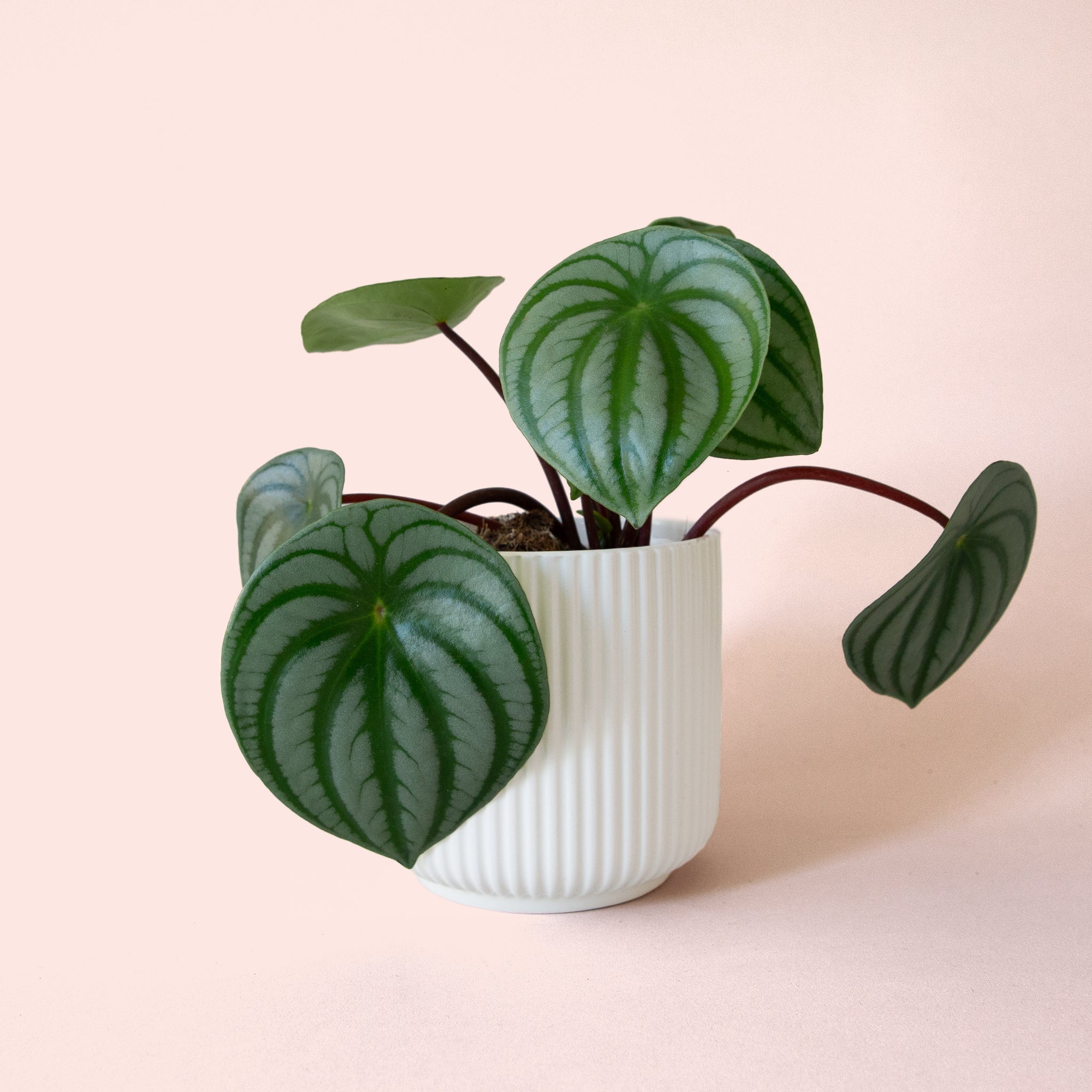 Peperomia Watermelon