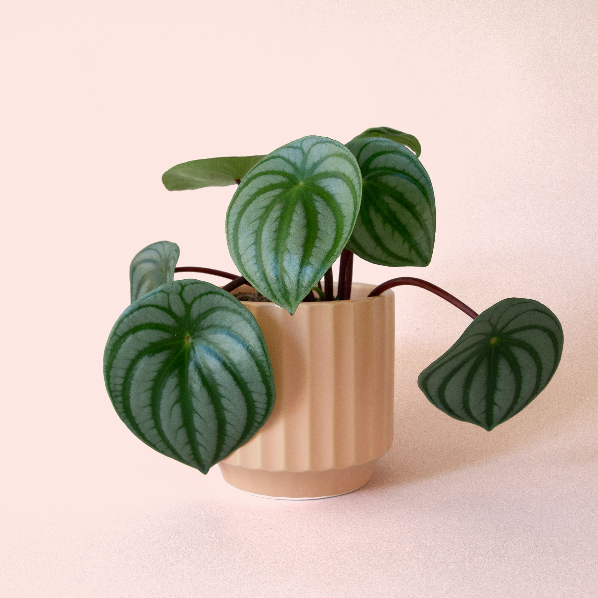 Peperomia Watermelon - Thumbnail 4