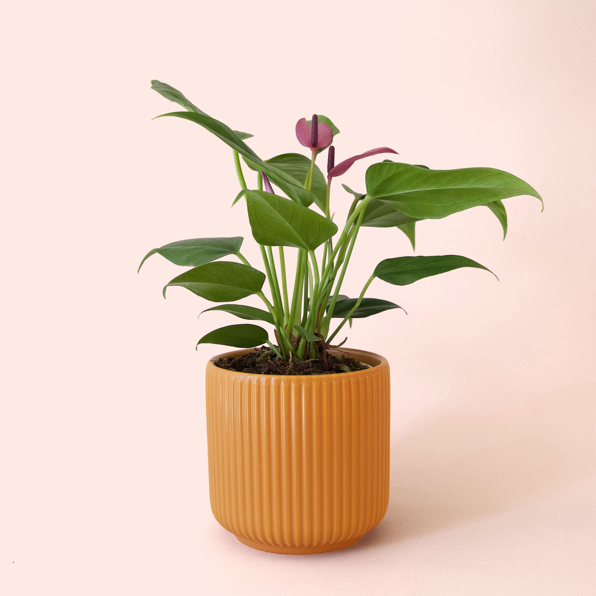 その他観葉植物 anthurium luxurious Anthurium Luxury Jungle — Ecuagenera USA Corp