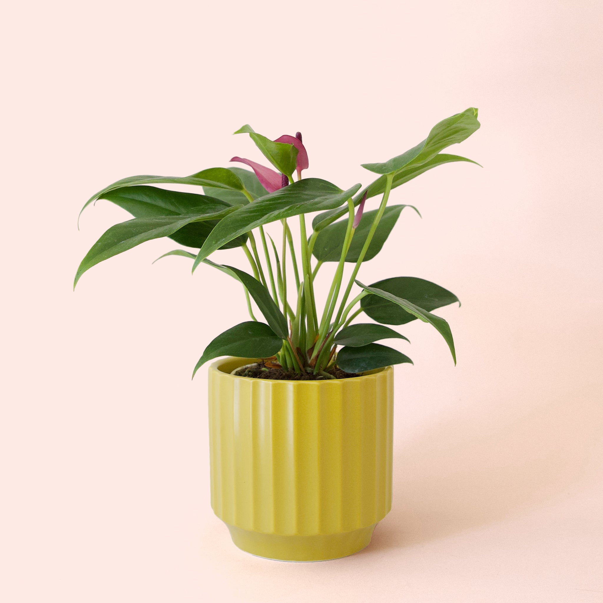 Pigment Anthurium Zizou