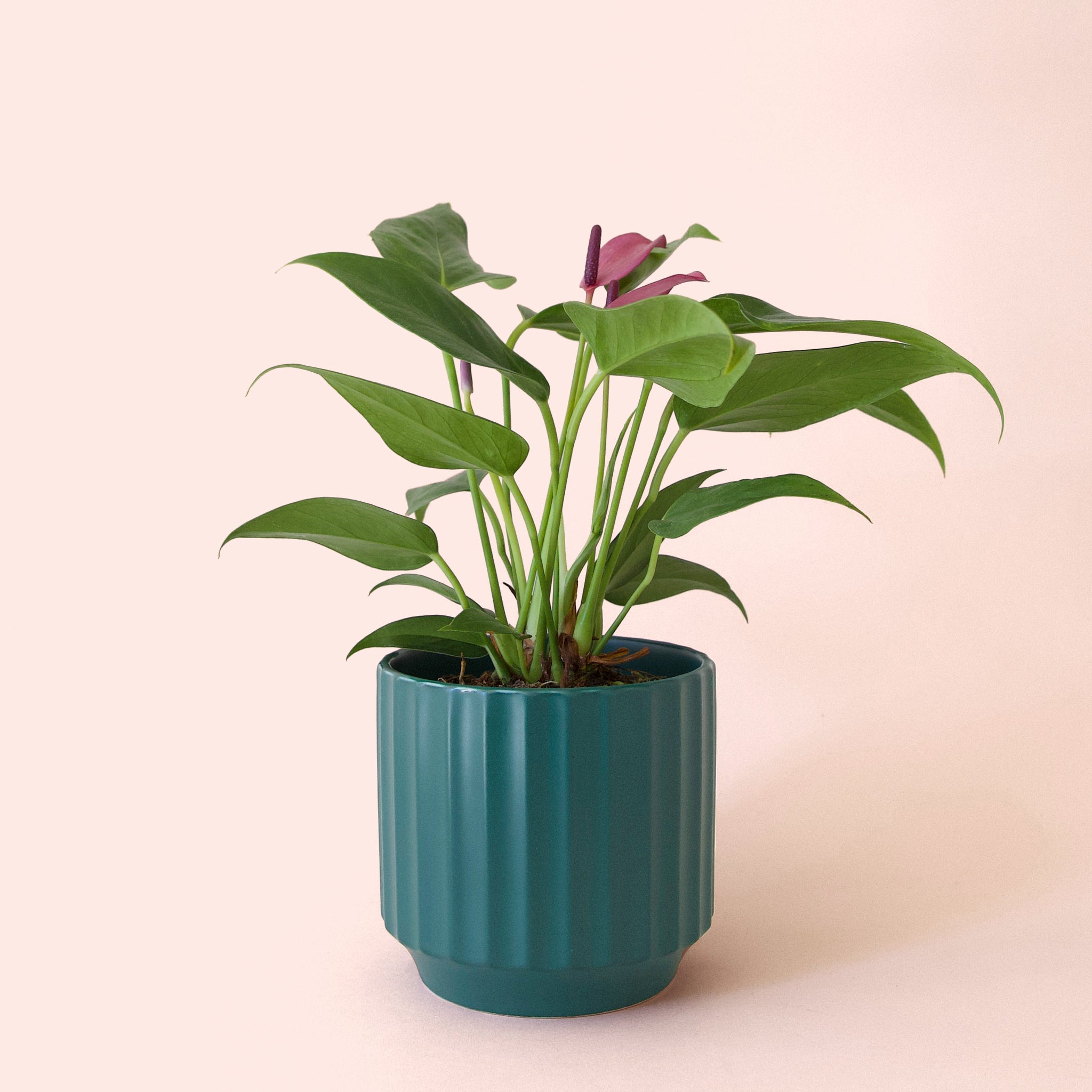 anthurium rainforest plant Anthurium Zizou