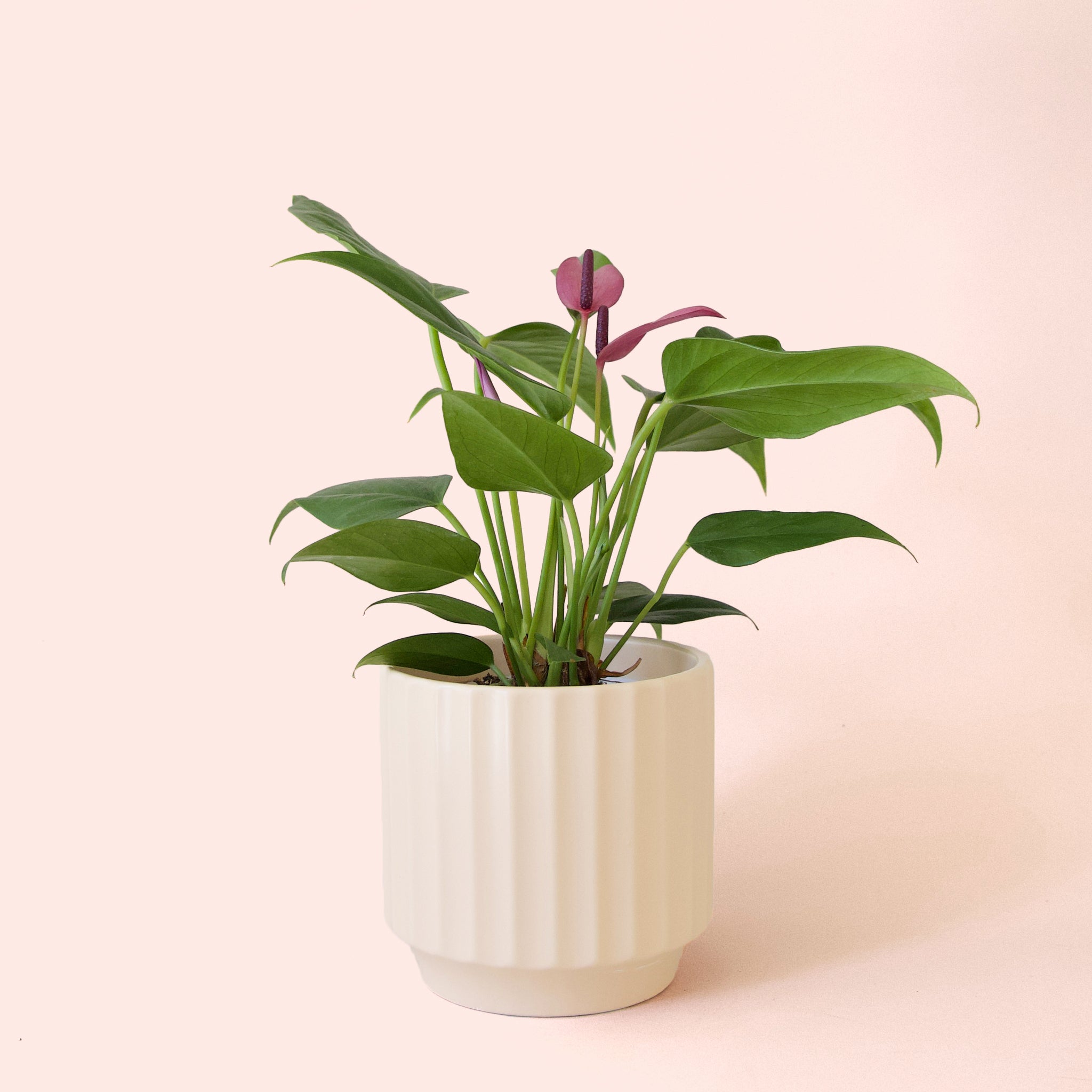Pigment Anthurium Zizou