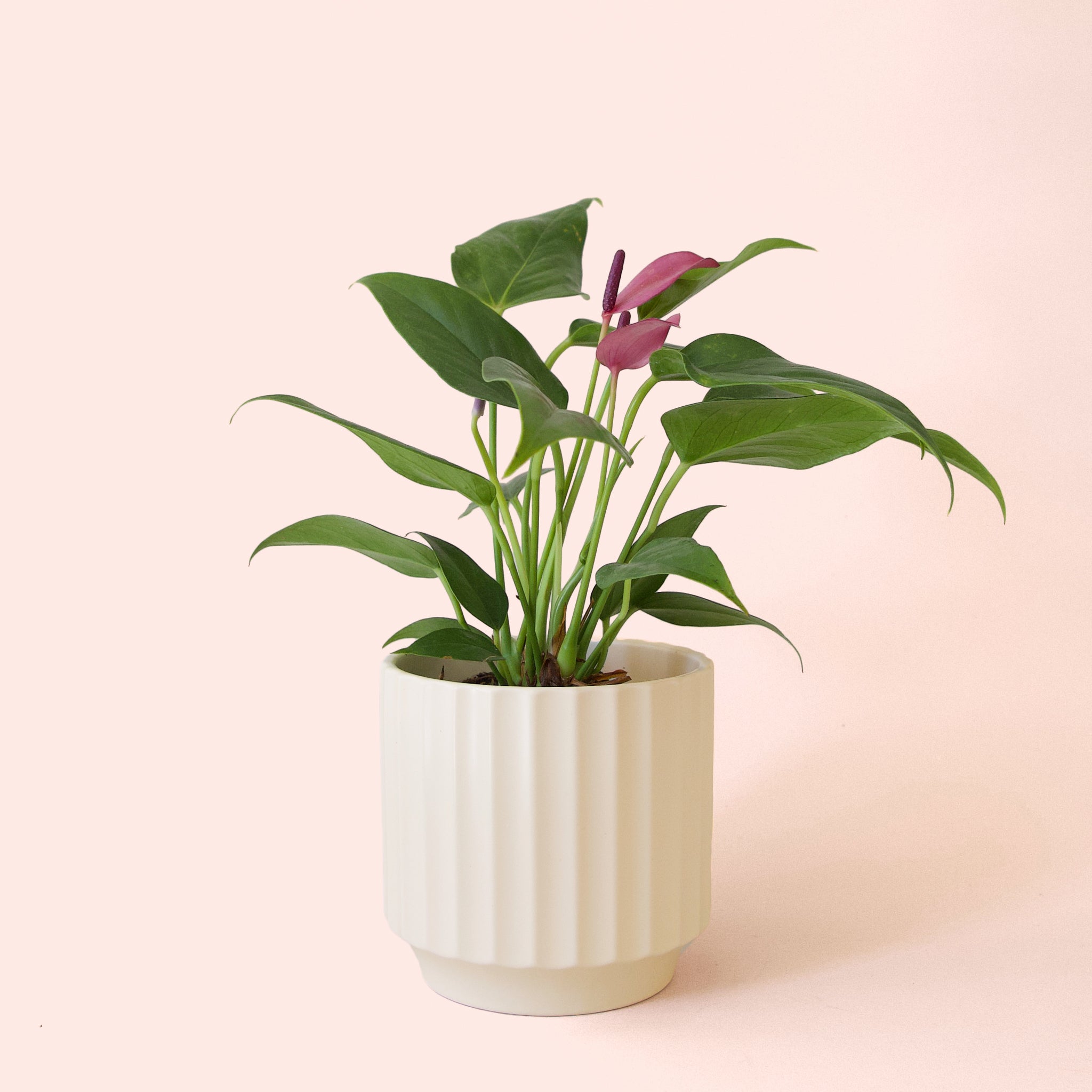 Anthurium Zizou - Thumbnail 3