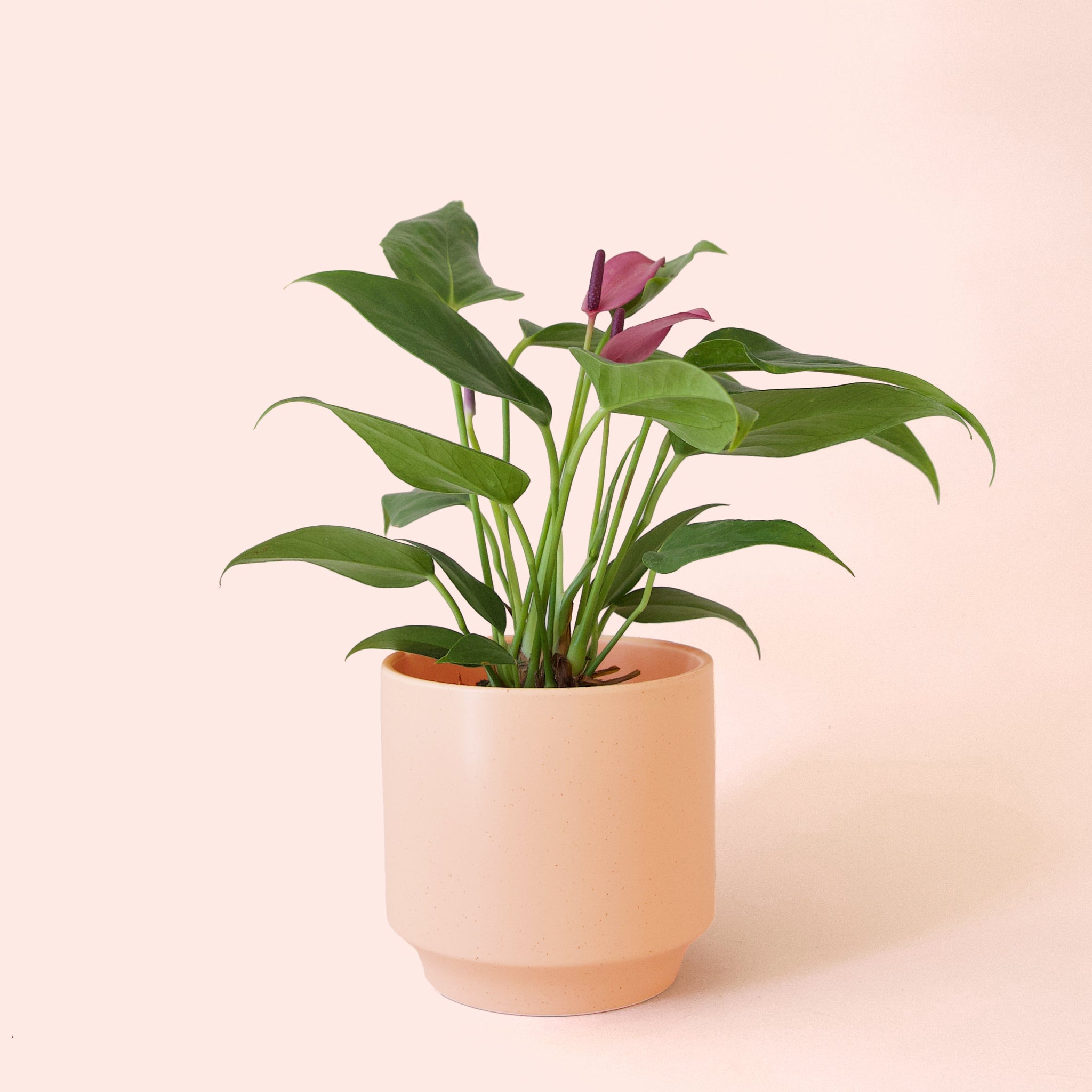Anthurium Zizou | Stunning Tropical Houseplant – Pigment