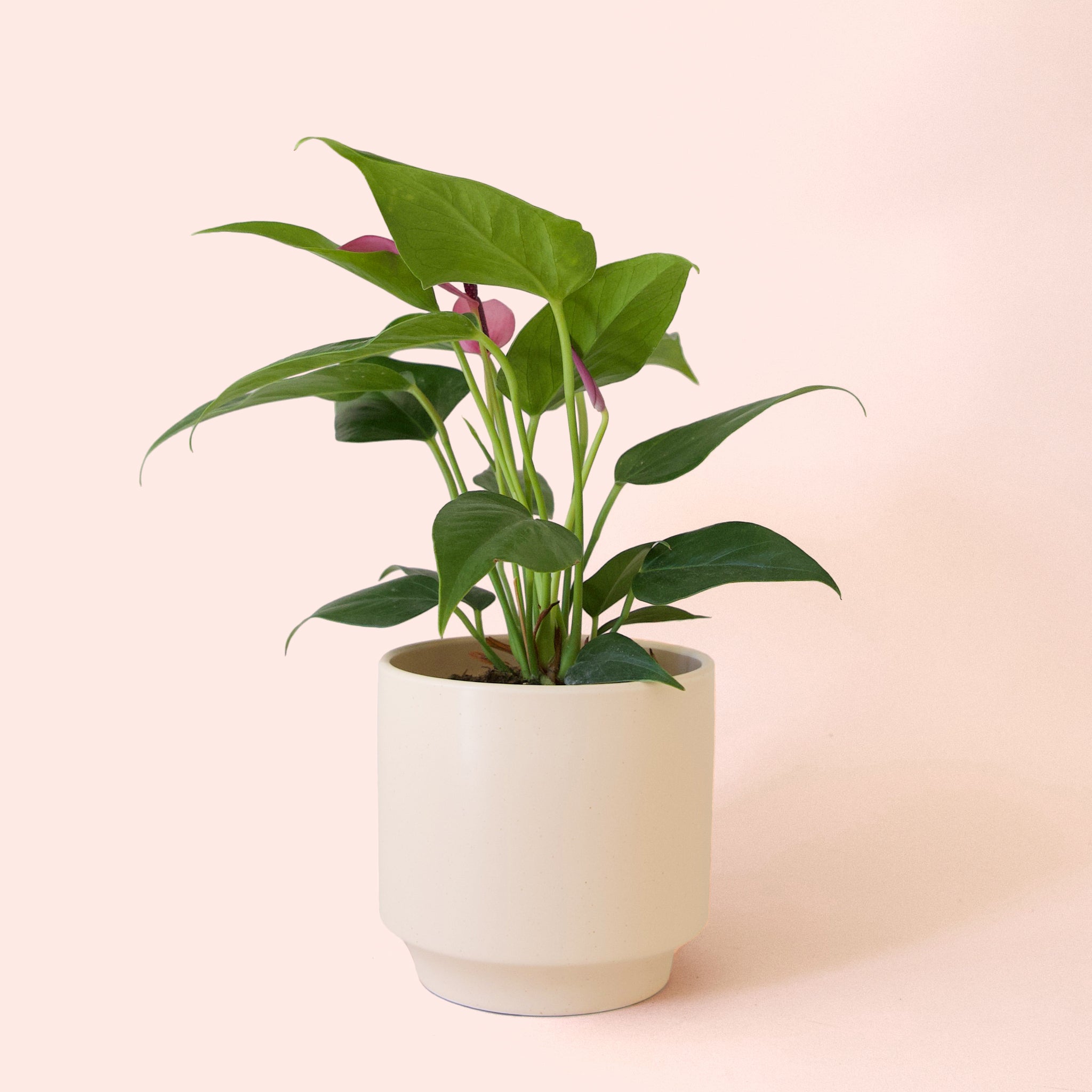 vanilla anthurium Anthurium Zizou