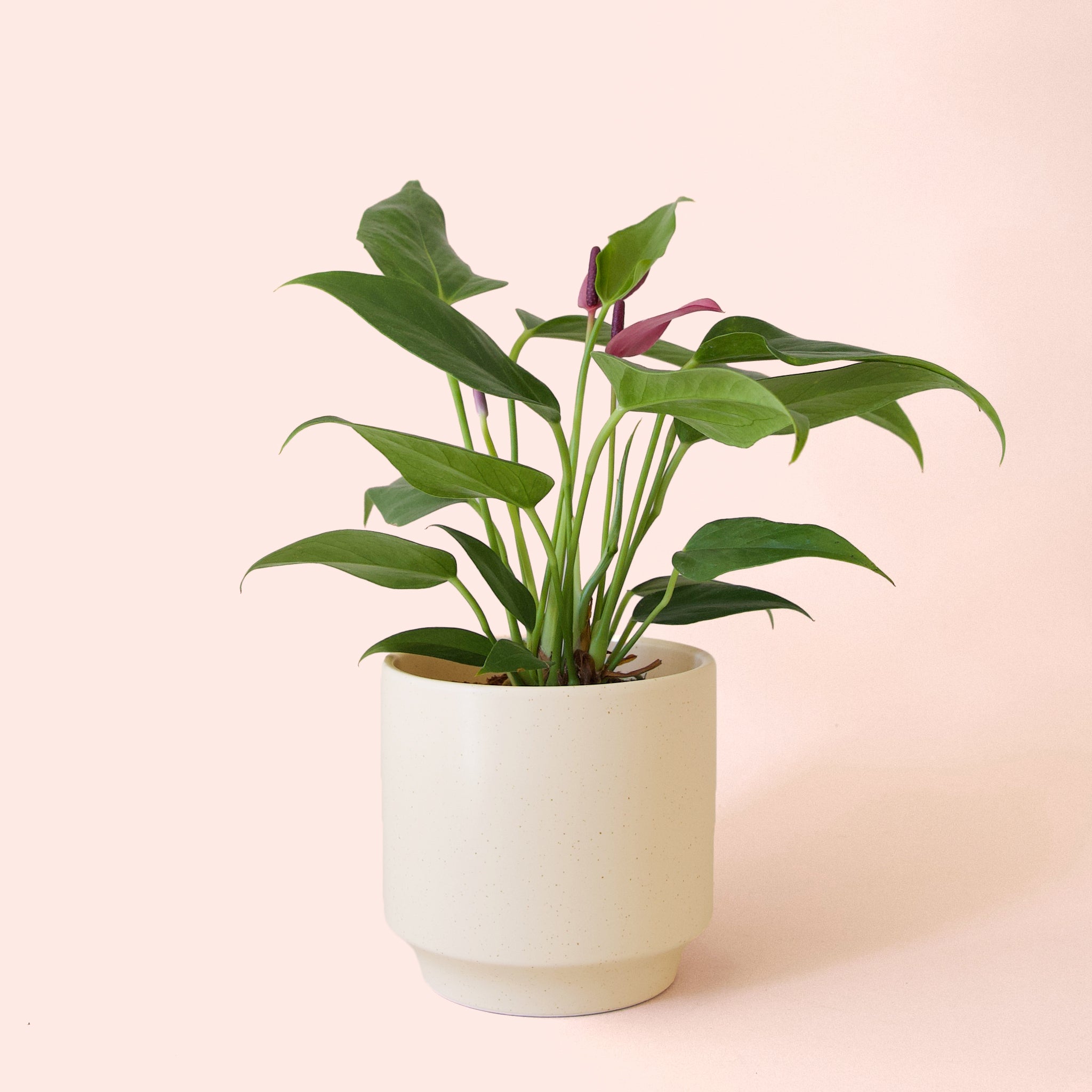 その他観葉植物 anthurium luxurious Anthurium Luxury Dreams 'Inverse crossing' — Ecuagenera Orquídeas