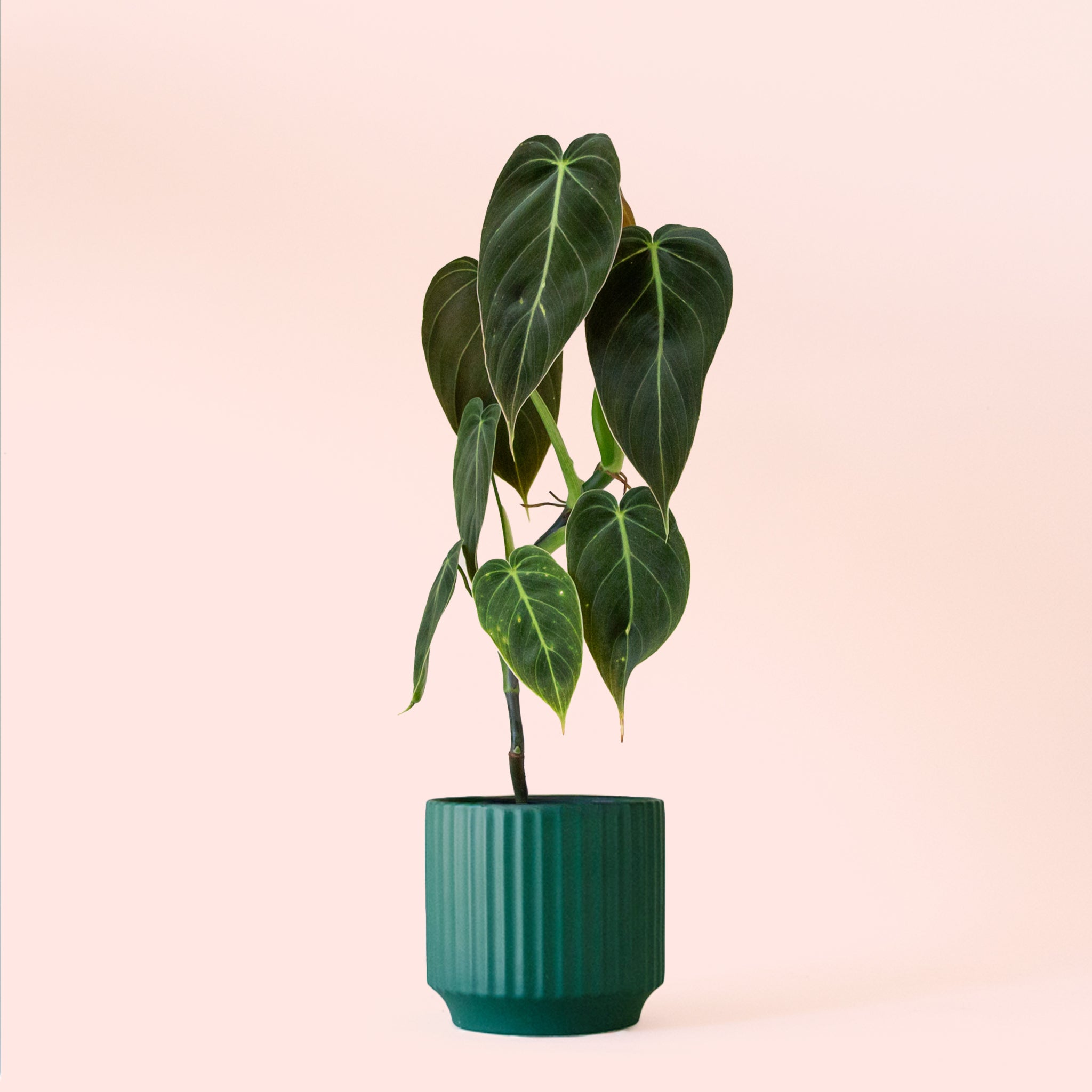 Philodendron Melanochrysum - Thumbnail 2