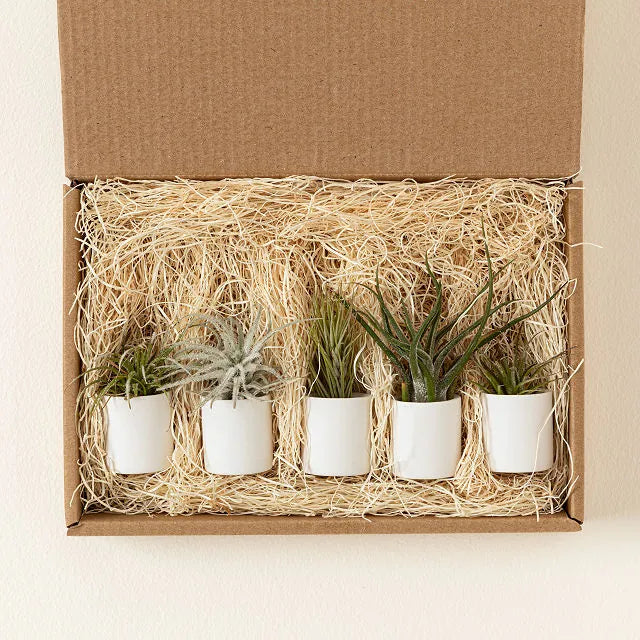 tiny air plants Tiny Planter and Tiny Air Plants Pack – Pigment