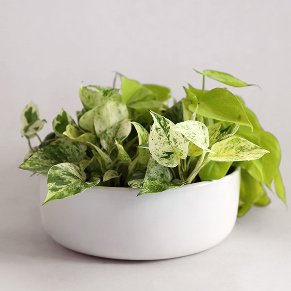 On a light grey background is a white ceramic low bowl photographed with a pothos house plant inside that is not included with purchase. 