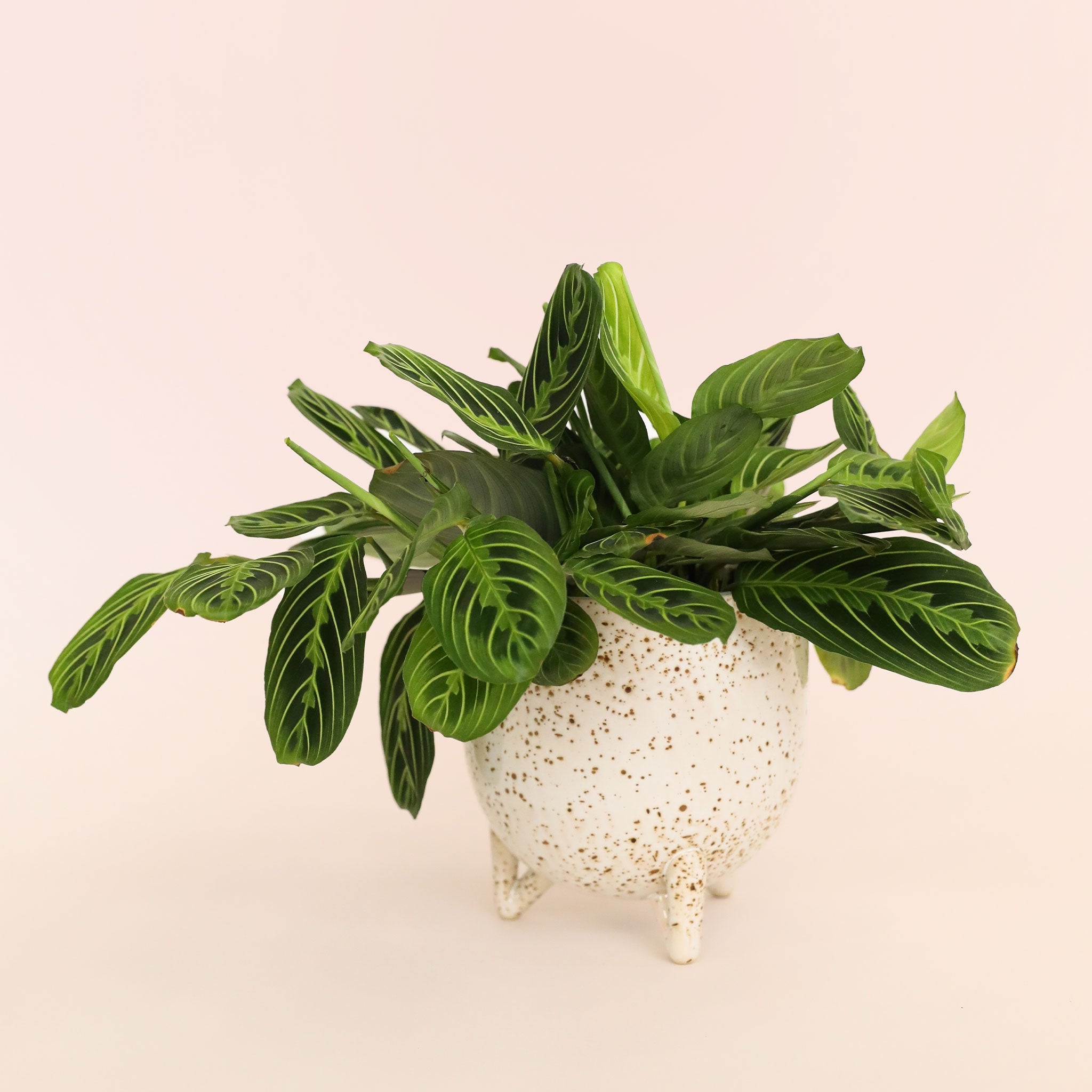 prayer plant time lapse Maranta | Prayer Plant