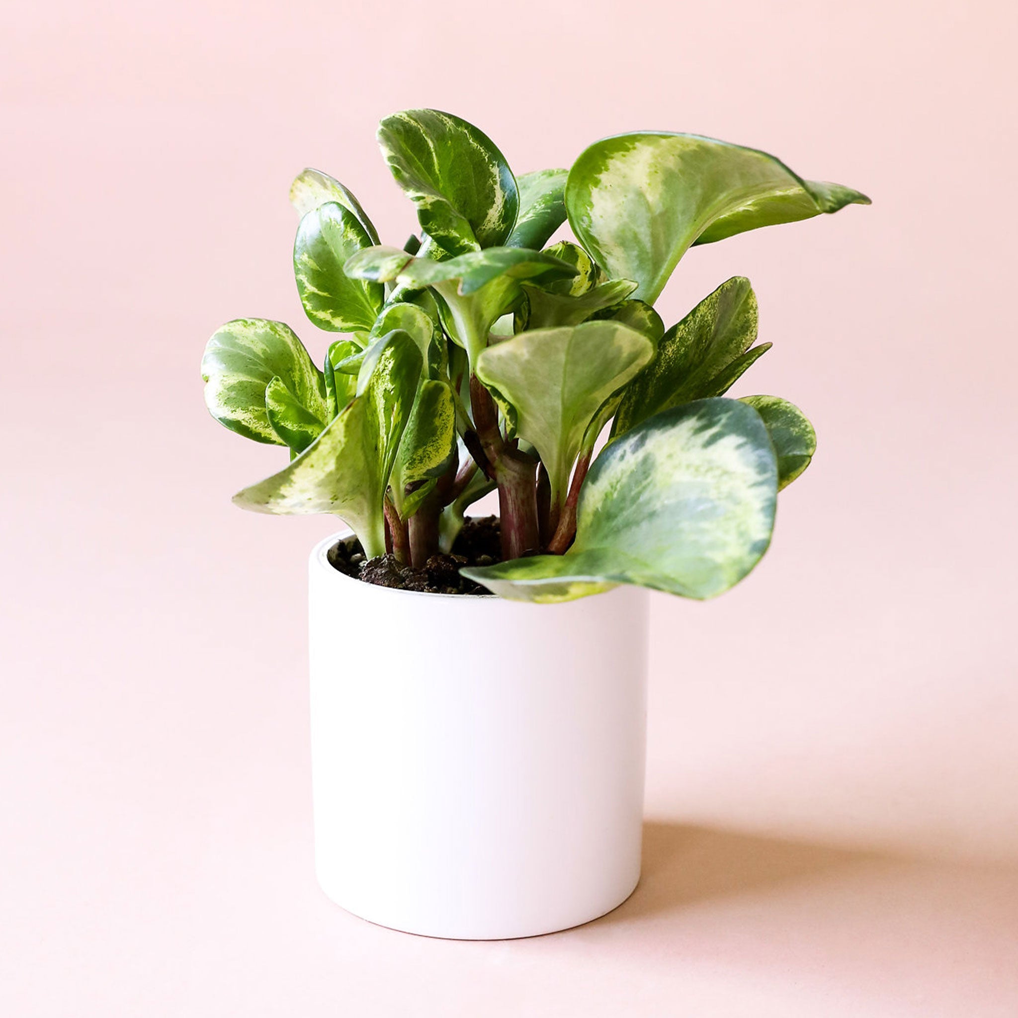 Peperomia Obtusifolia Marble