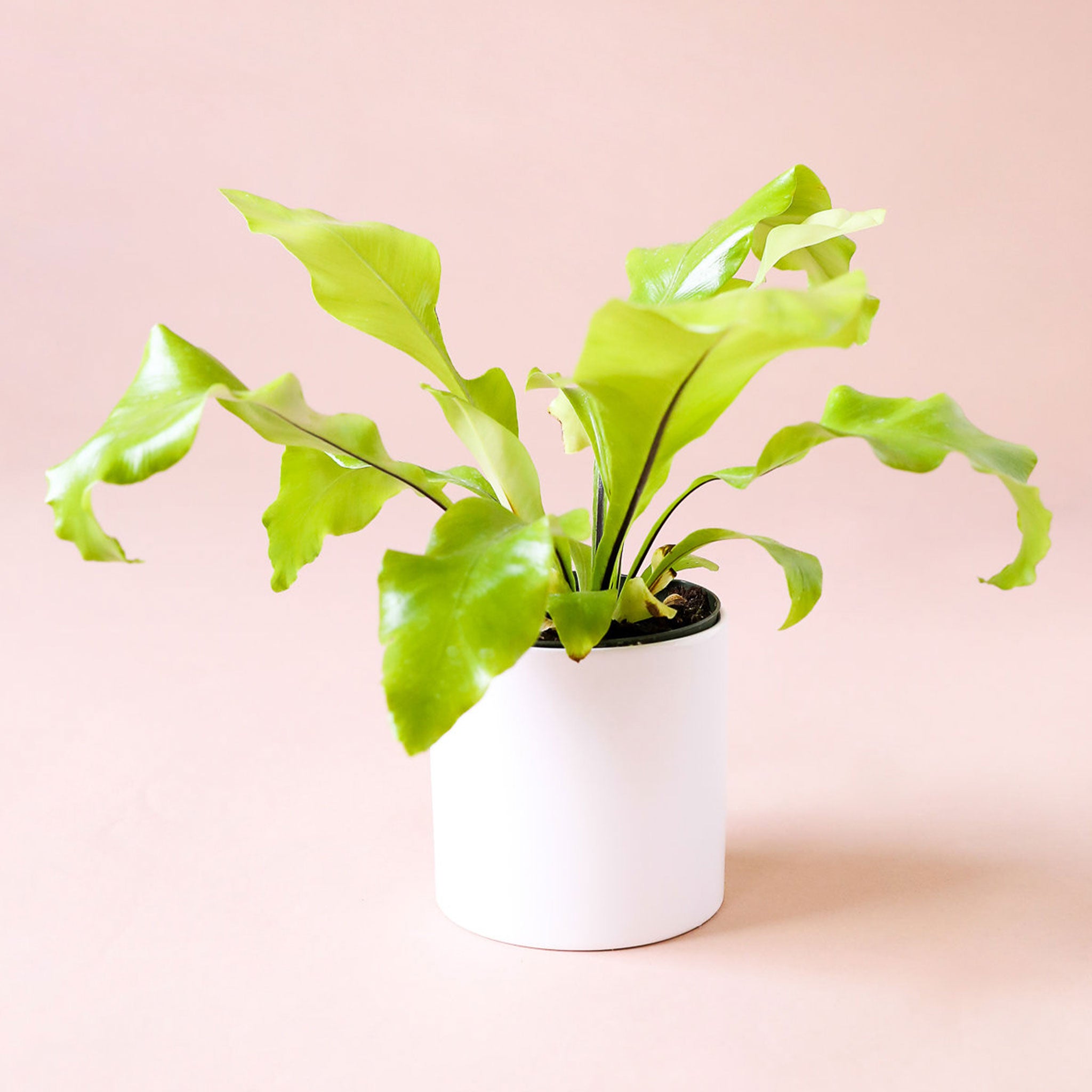 Bird's Nest Fern planted in a smooth white pot. Bird's Nest Fern is a cluster of long wide bright green fronds.