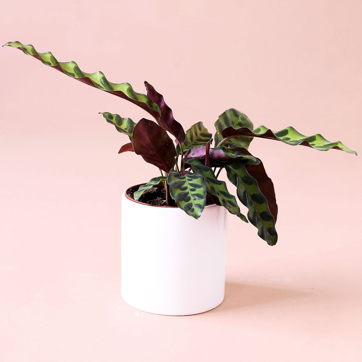 On a light pink background is a Calathea Lancifolia aka a Rattlesnake Plant photographed here inside of a white ceramic pot that is sold separately.