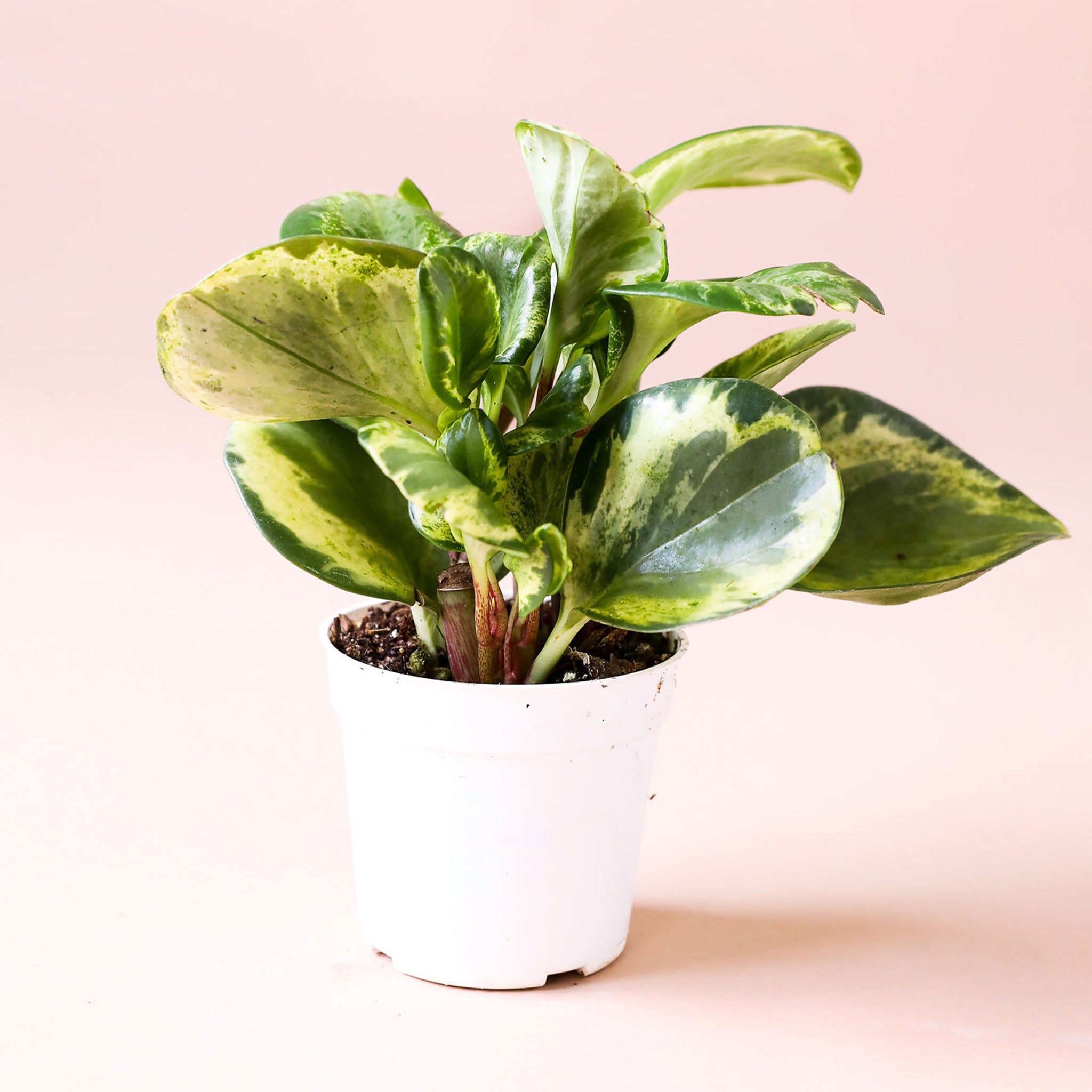 a peperomia pbtusifolia marble with rounded leaves featuring green and yellow marbling.