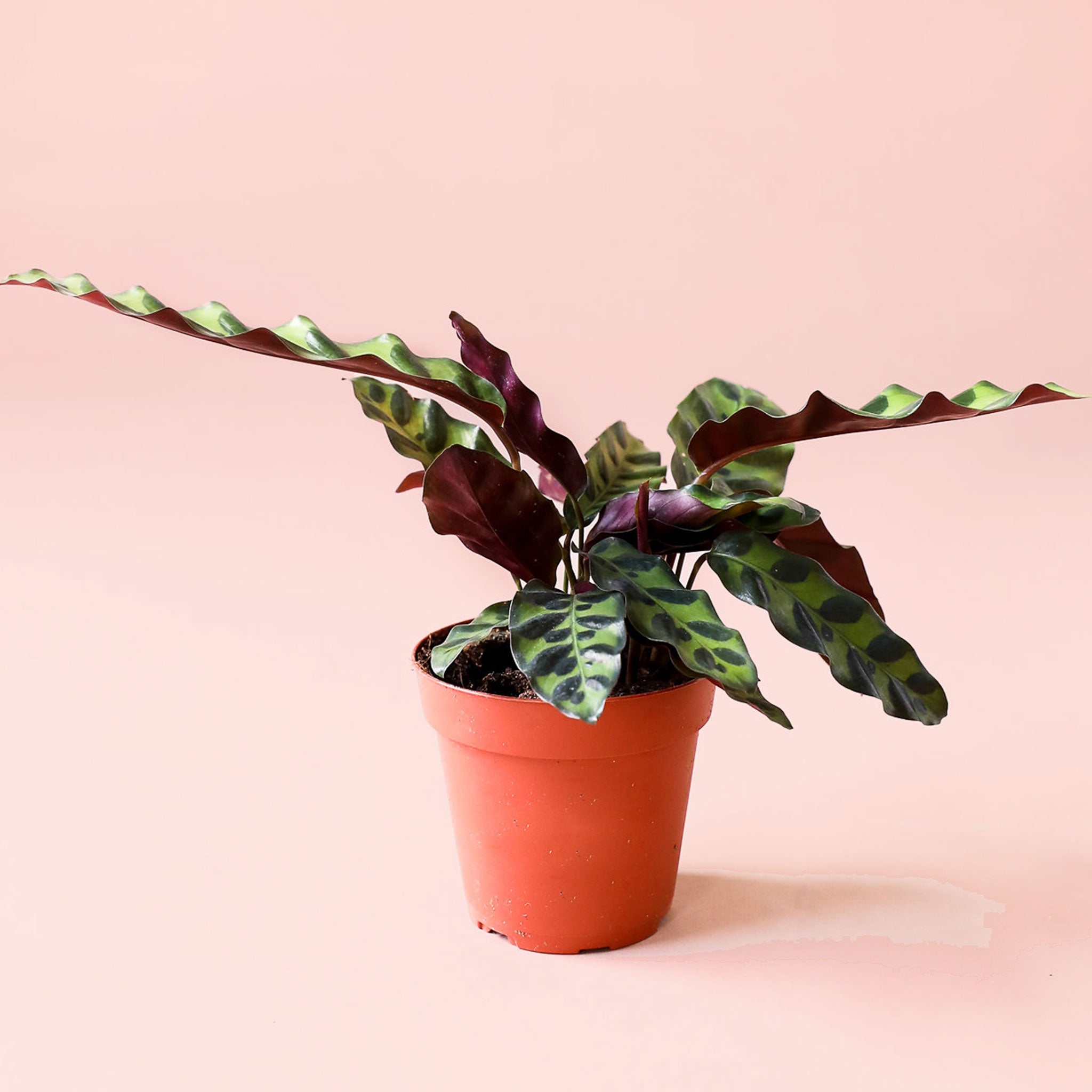 rattlel snake plant Calathea Lancifolia
