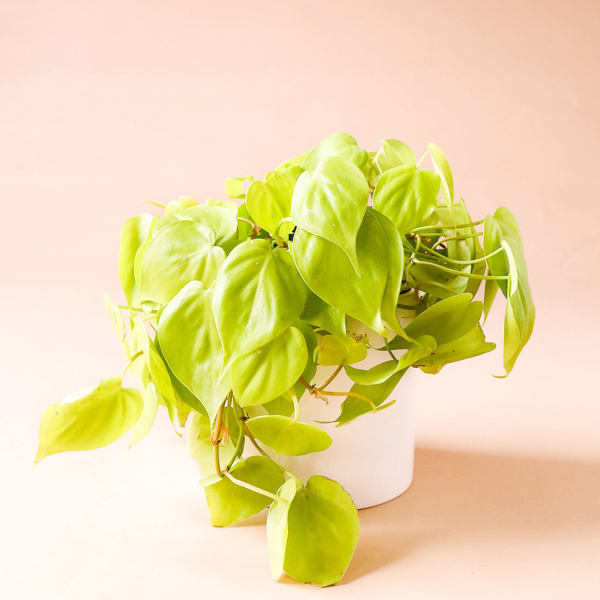 philodendron cordatum neon care Philodendron