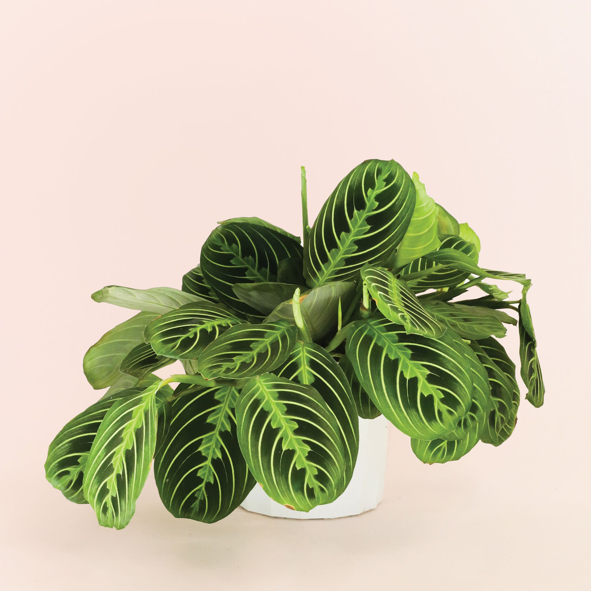a lush green plant with shades of green to lime green featuring a striped patten on its leaves. 