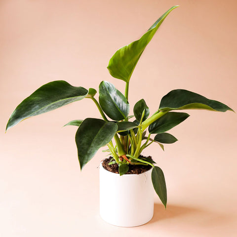 philodendron congo size Philodendron