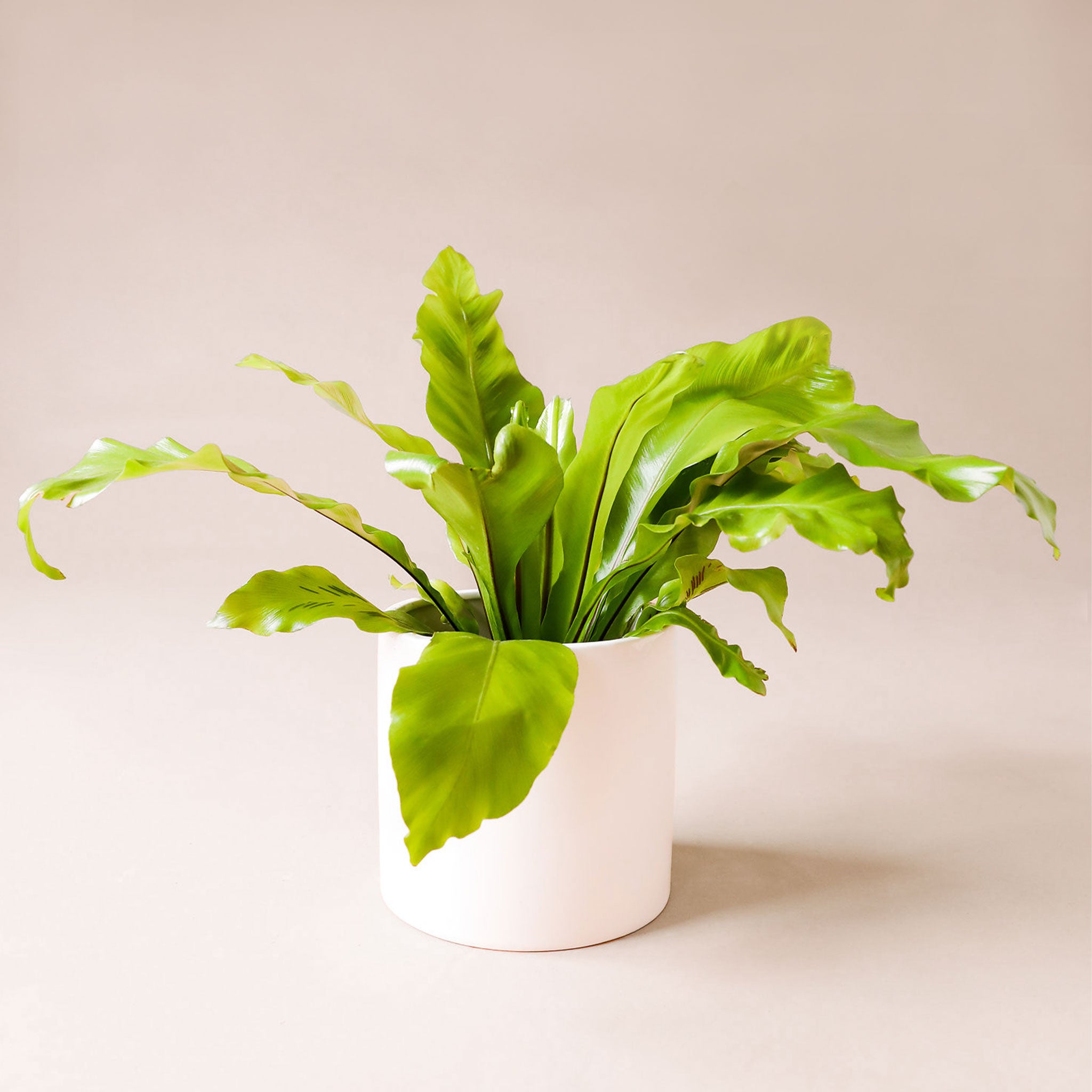 Bird's Nest Fern planted in a smooth white pot. Bird's Nest Fern is a cluster of long wide bright green fronds.