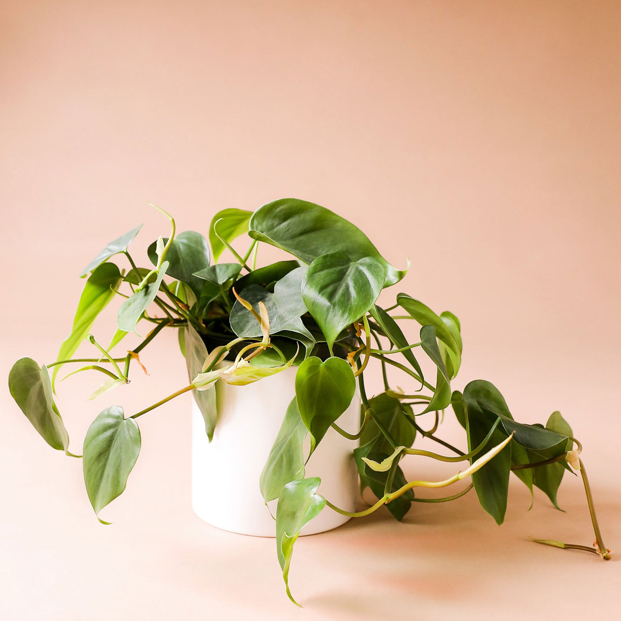 on a peach ground is a white circular pot. Inside the pot is a philodendron codatum. The green leaves are wide with a pointed top. This plant has long green vines that spill over the side of the pot.