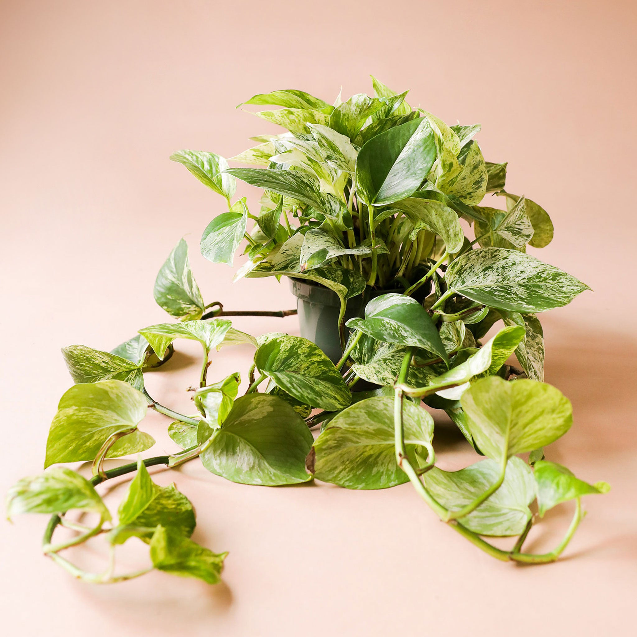 In front of a pink background is a dark green cylinder pot with a marble queen pothos inside. The plant has long green vines that fall down the side of the pot. The leaves are yellow and green variegated.