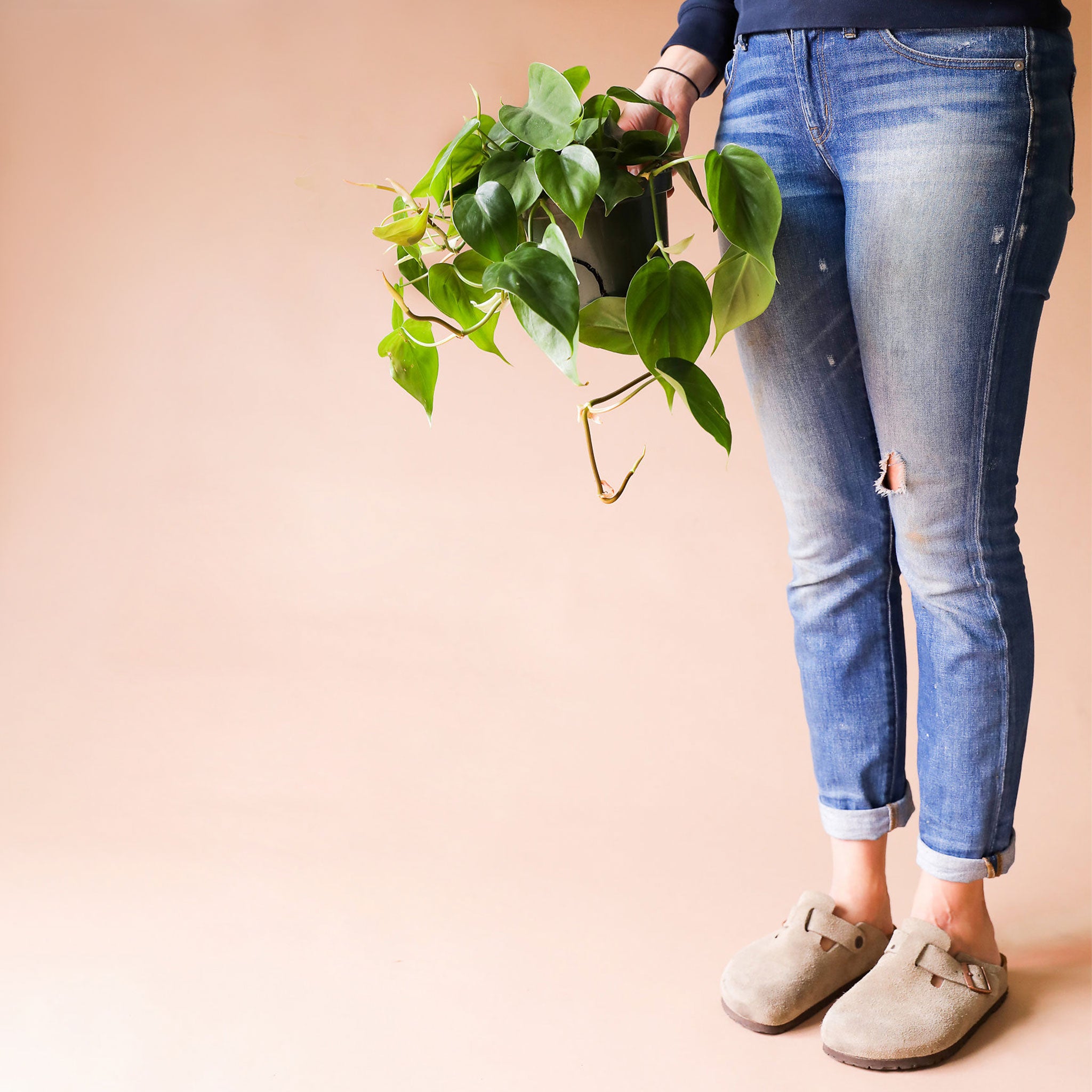 In front of a peachy background is a person standing on the right side of the picture. The person is wearing light blue jeans. In their right hand is a dark green circular pot with a philodendron cordatum inside. The green vines spill out over the sides of the pot. The green leaves are wide with a pointed top.