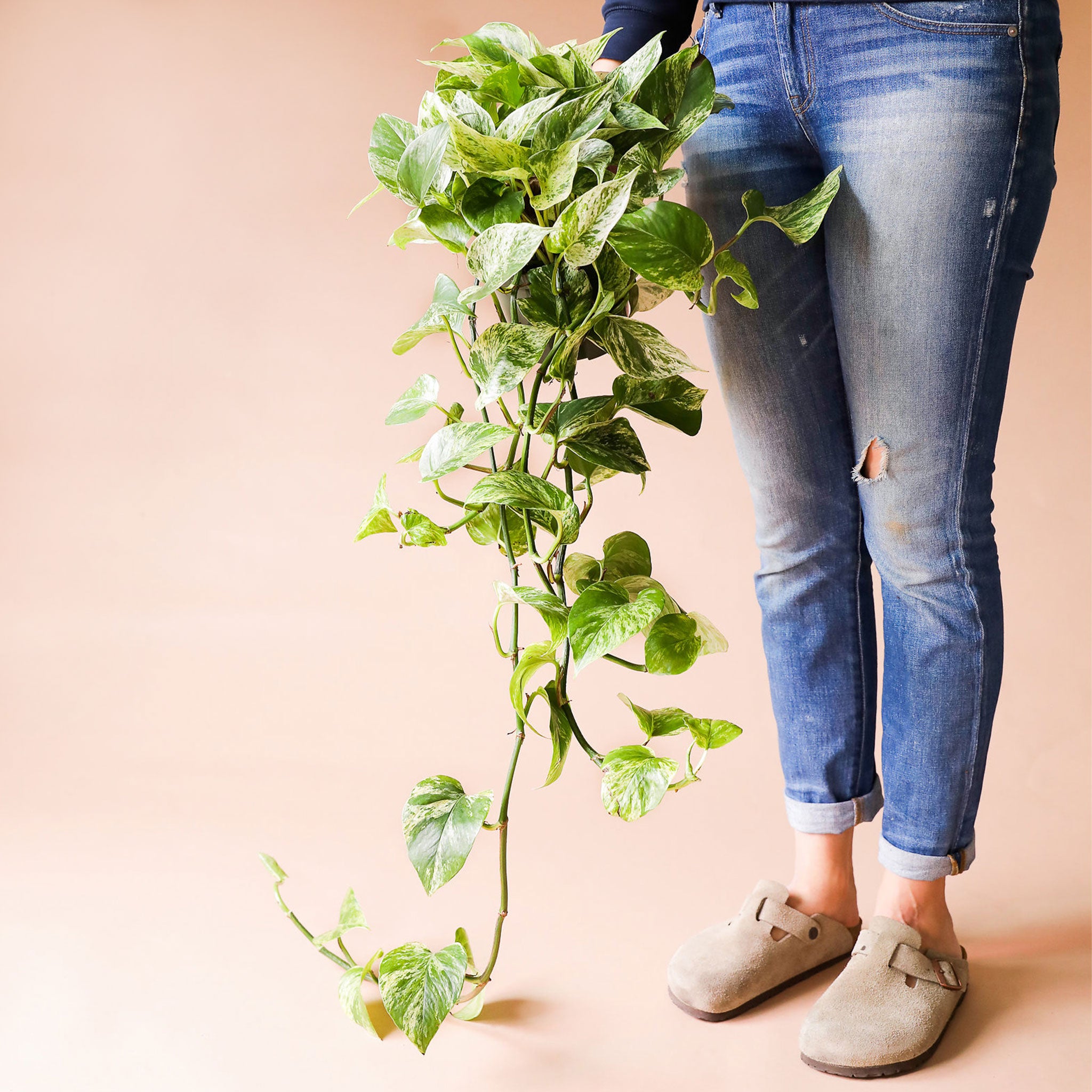 wearing blue jeans and a navy blue sweatshirt. She is holding a marble queen pothos. It has long green vines that fall to the ground. The leaves are green and yellow variegated.