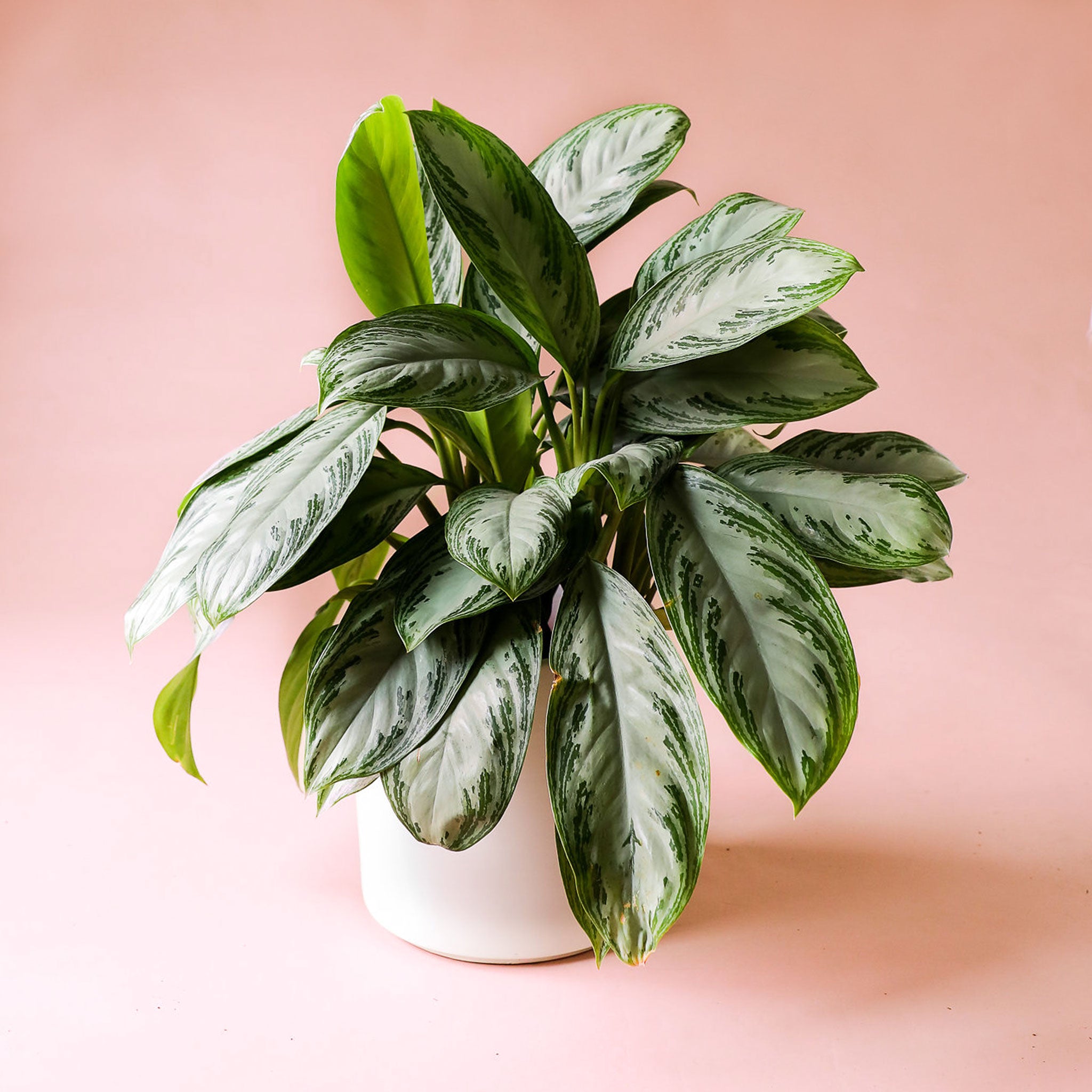 Chinese evergreen silver bay with many leaves in a white pot