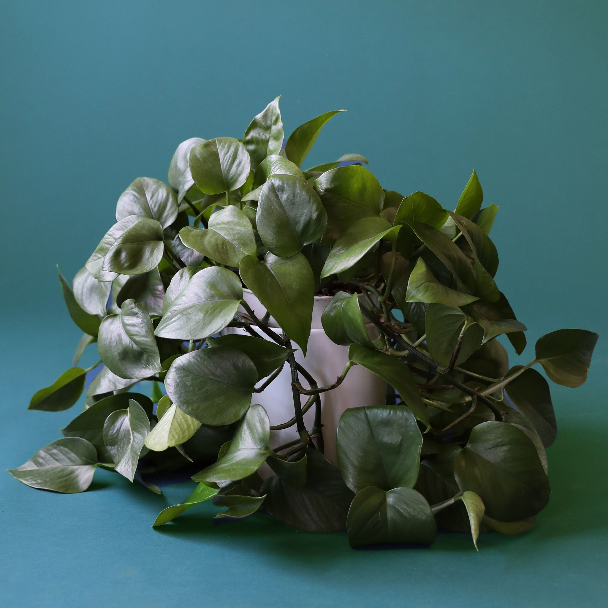 In front of a dark green background is a white cylinder pot with a green pothos inside. The plant has long green vines that fall to the ground. The leaves are dark green.