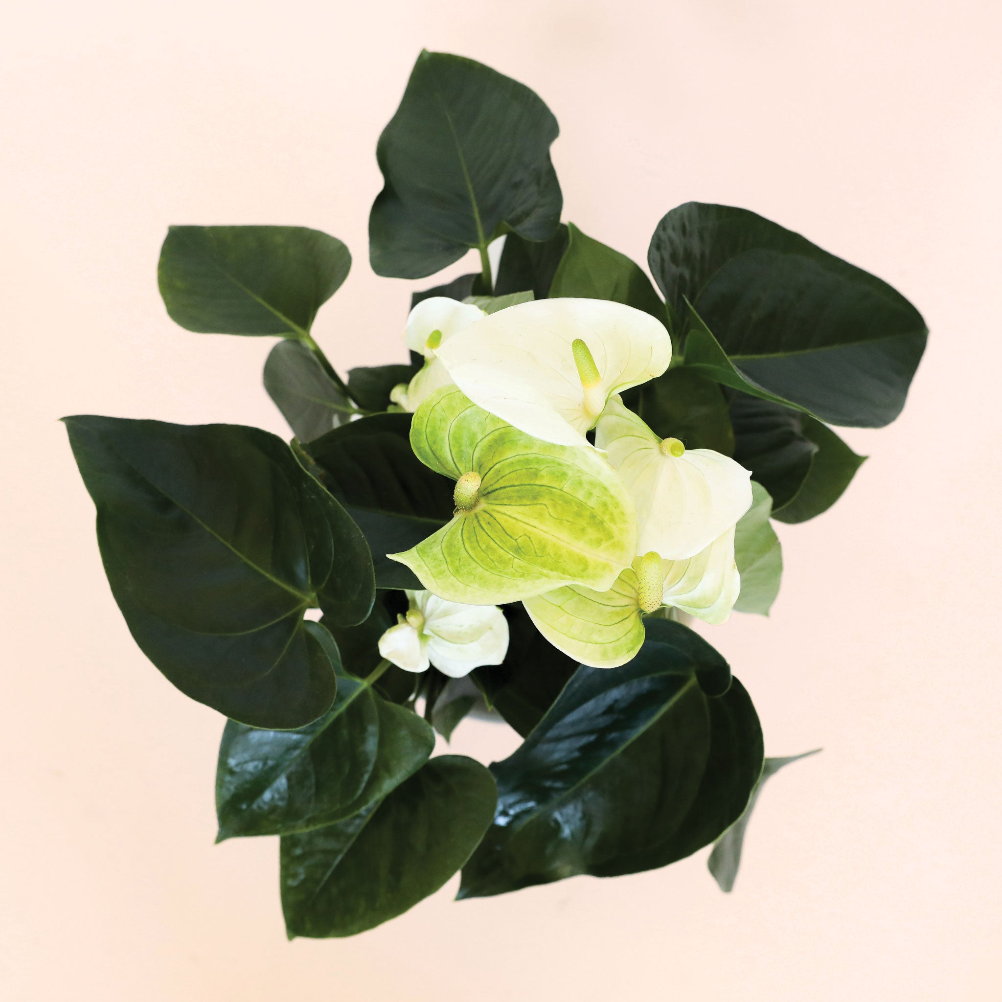 Top view of Anthurium White. Anthurium has dark spade shaped leaves and tall flat white petal flowers and white-green stamen.