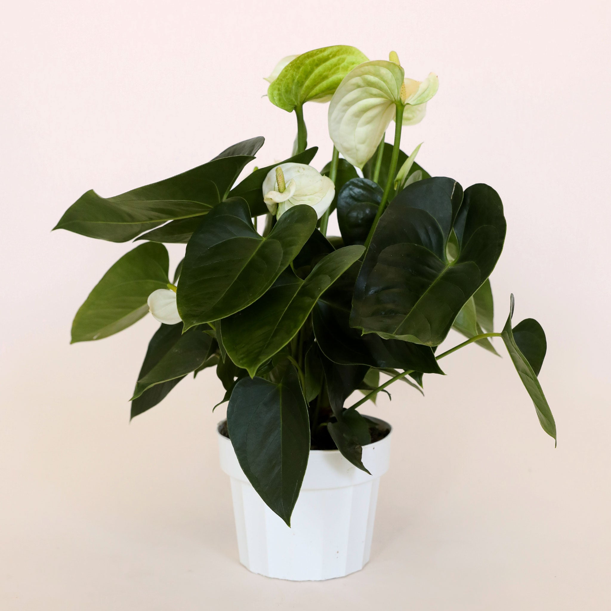 Anthurium White in a white pot. Anthurium has dark spade shaped leaves and tall flat white petal flowers and white-green stamen.