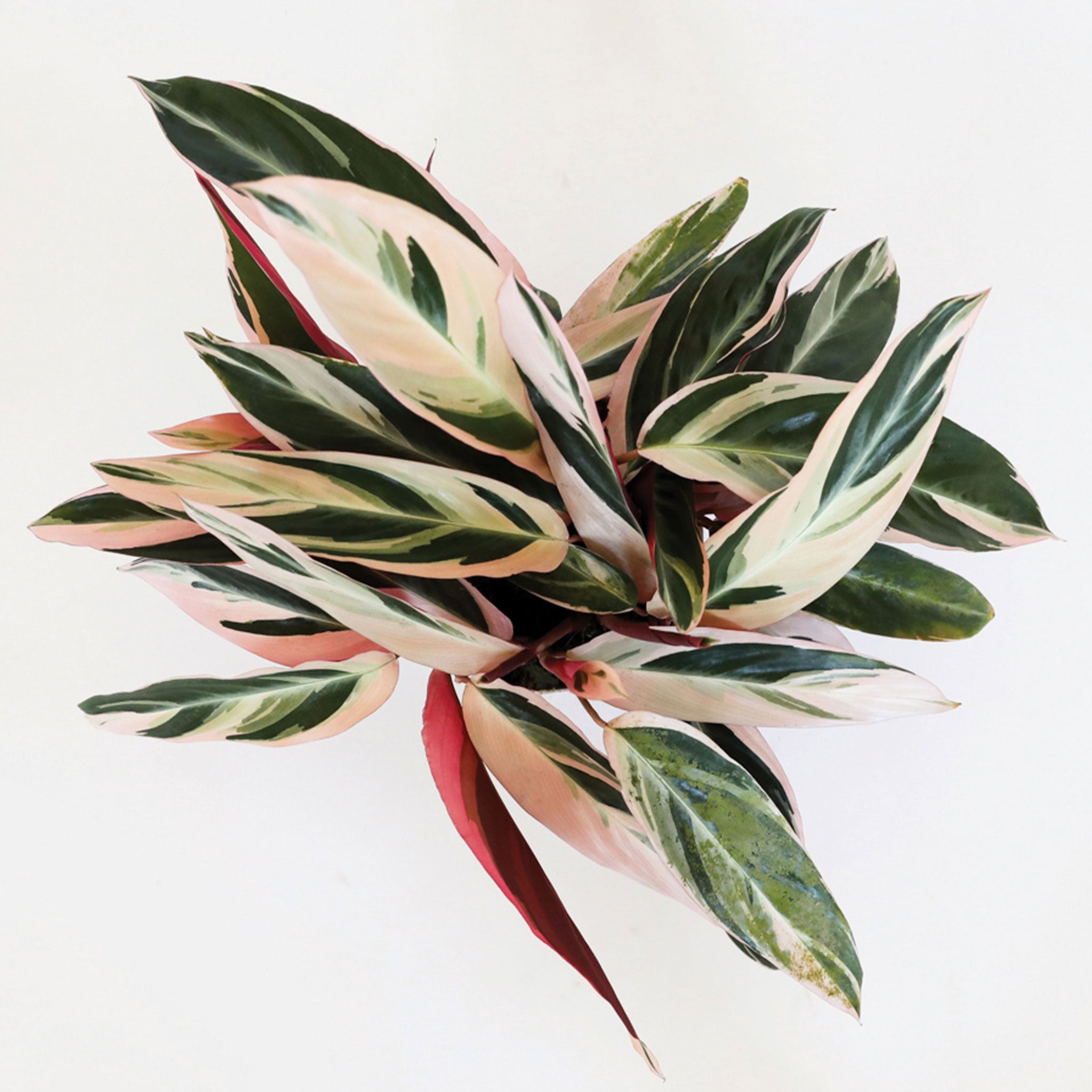 Against a white background is the birds eye view of a triostar plant. The leaves of this plant are green with a blush color painted on the leaves. The bottom of the leave s are dark pink.