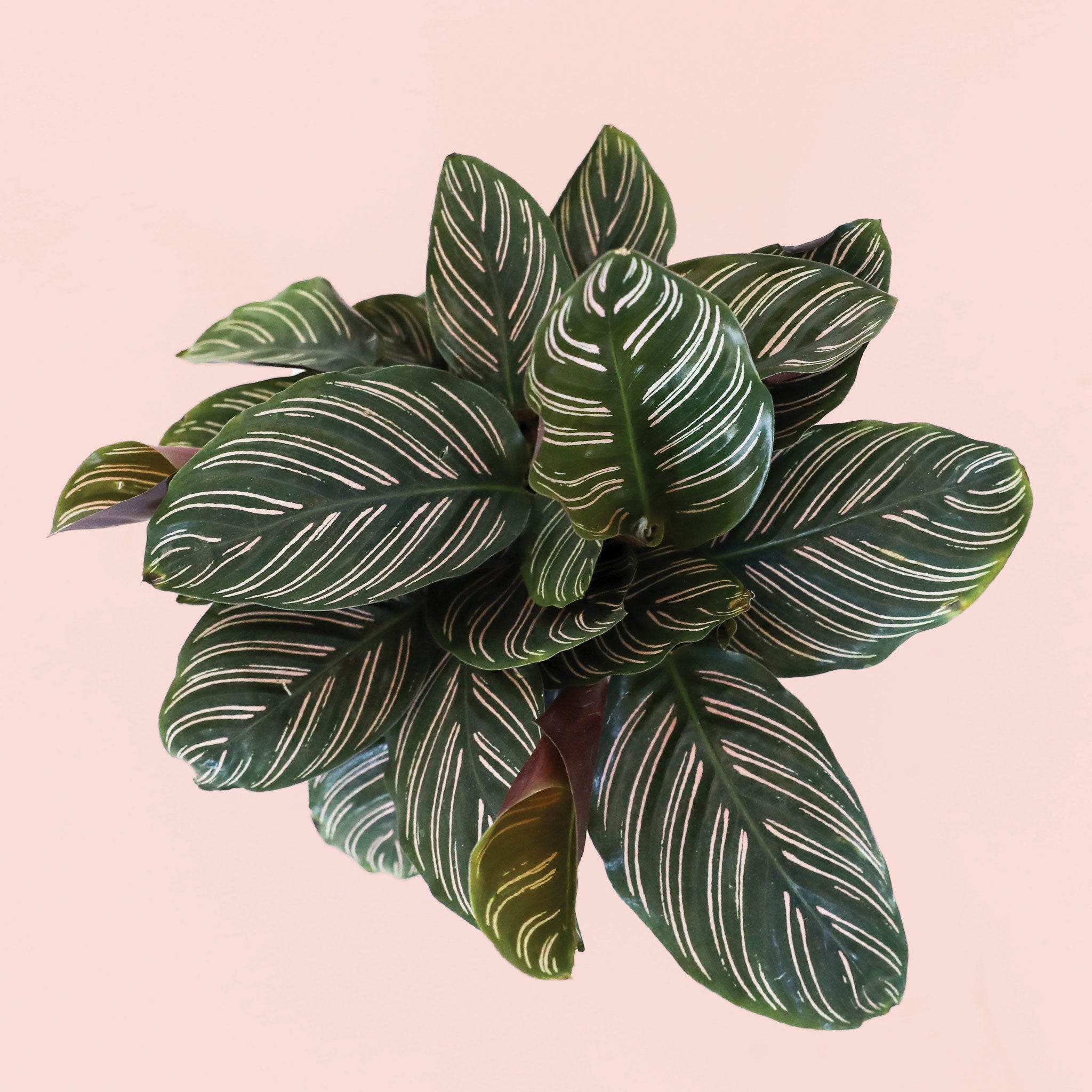 birds eye view of the top of a calathea ornata plant with pink pinstripe details on its leaves