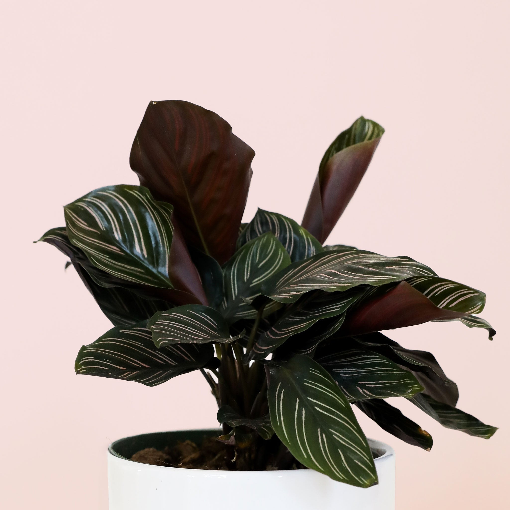 Calathea Ornata - Thumbnail 5