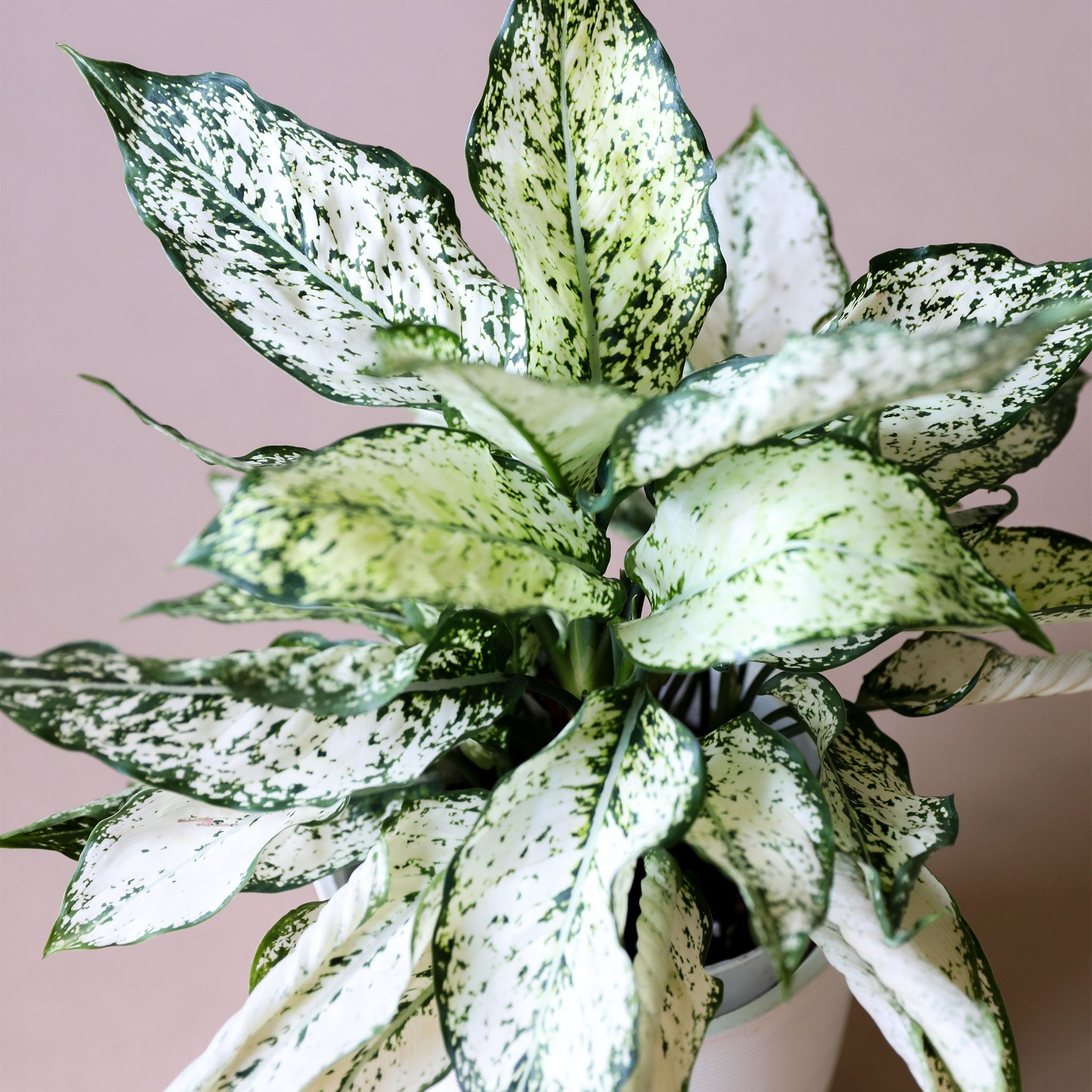 Upclose of the leaves of an Aglaonema First Diamond plant in a white pot. It has many spear shaped leaves speckled with light and dark green colors.
