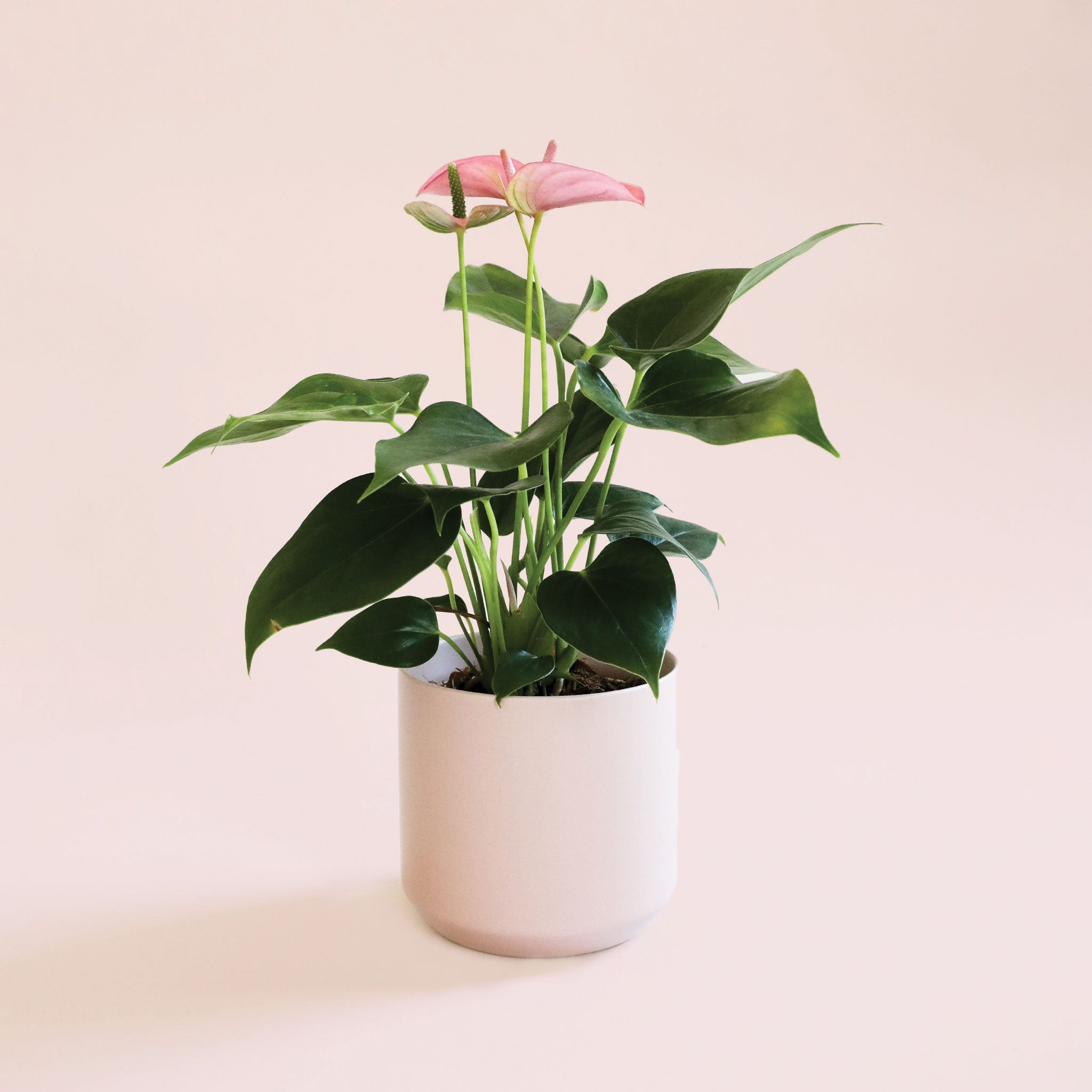 an anthurium sweet dreams with bright green leaves and hot pink flowers sits in a light pink pot