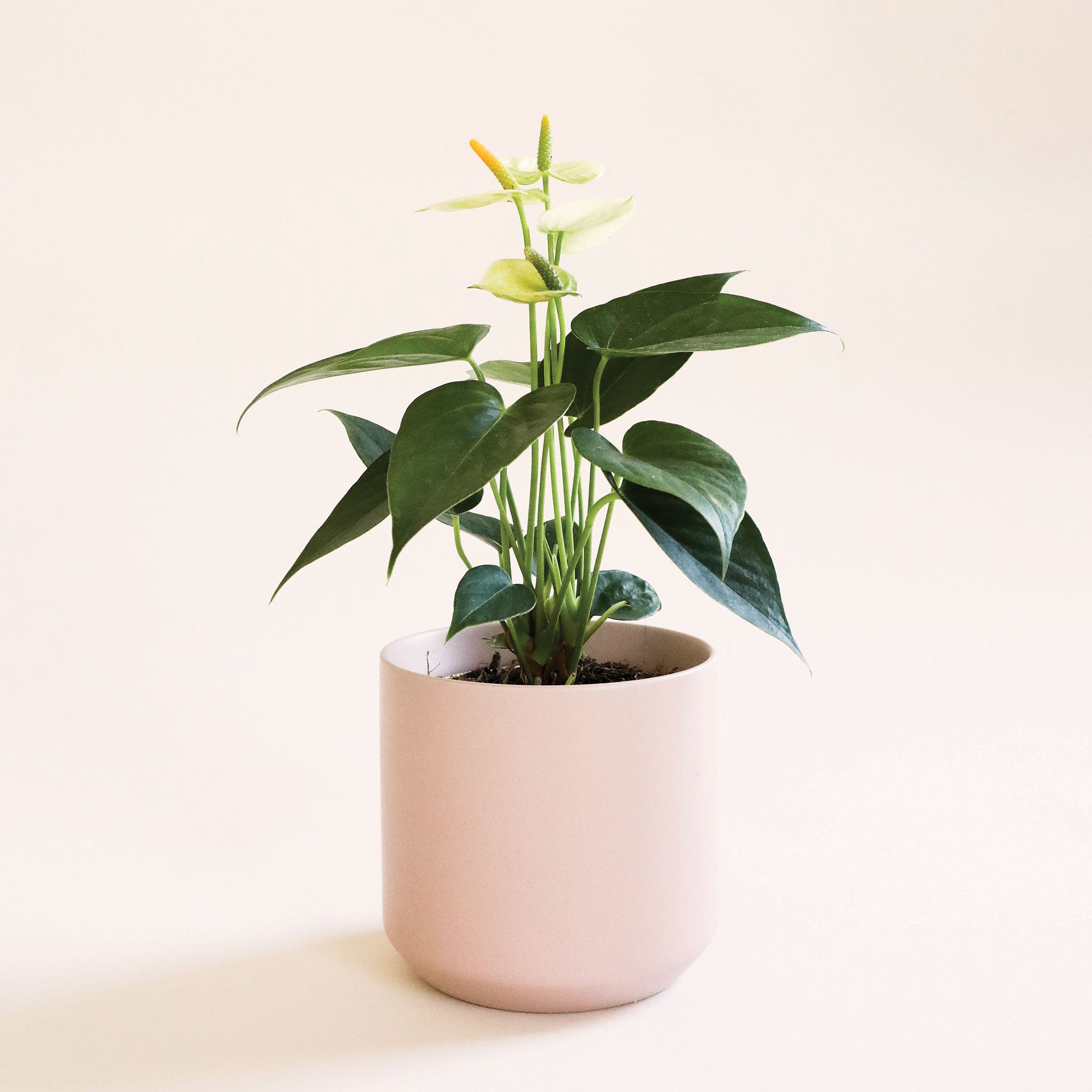 Anthurium White in a blush pot. Anthurium has dark spade shaped leaves and tall flat white petal flowers and white-green stamen.