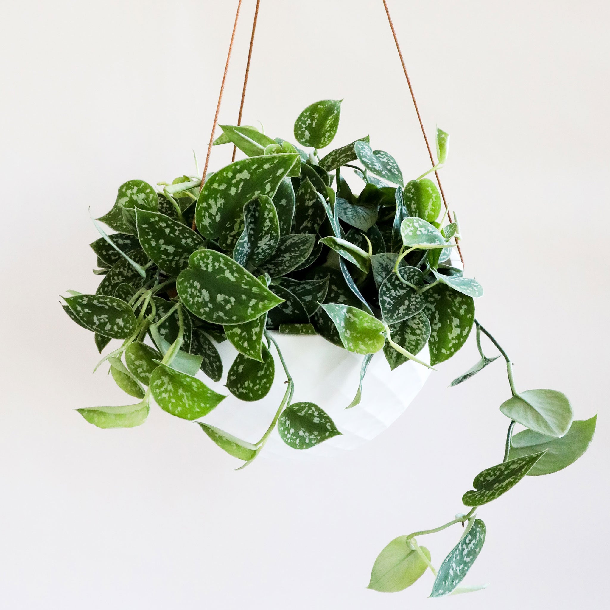 Hanging in front of a white background is a rounded white pot being held by three brown leather ropes. Inside the pot is a satin pictus. The plant has long stems that fall down the sides of the pot. On the stems are wide leaves with a pointed end. There are silver specks on the top of the leaves.